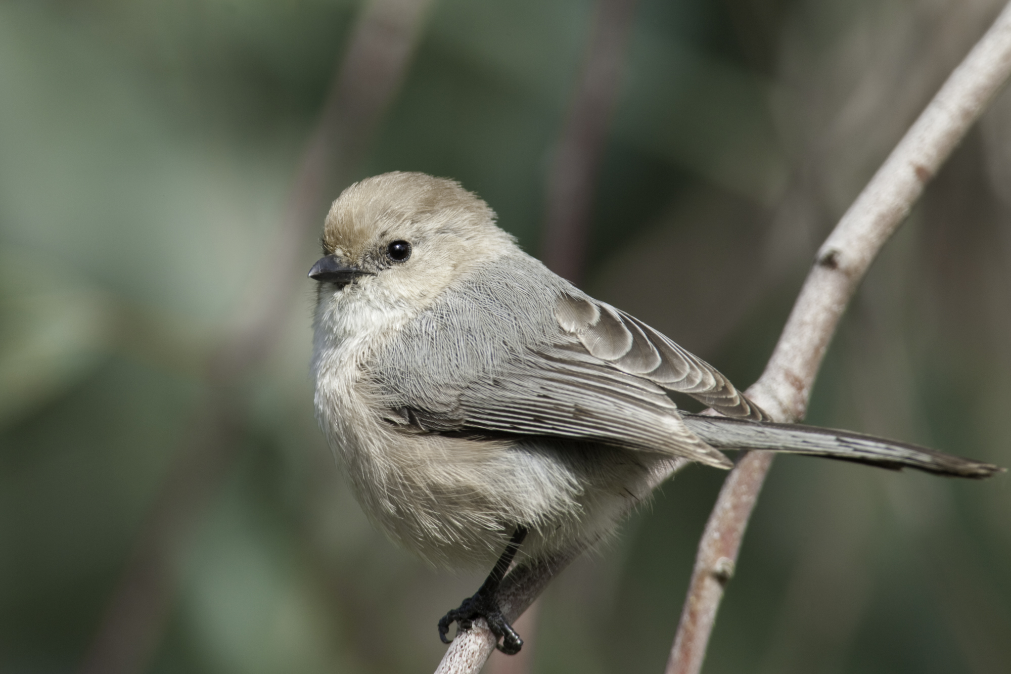 Bushtit..短嘴长尾山雀