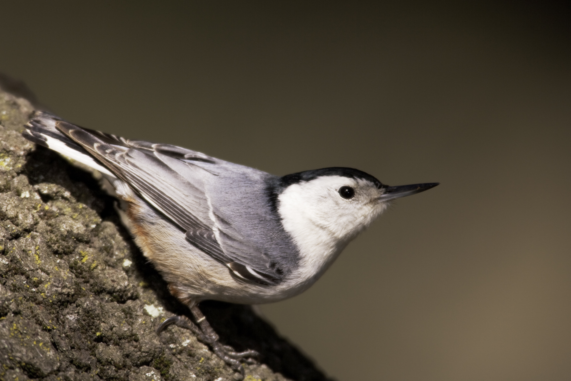 White-breasted Nuthatch..白胸