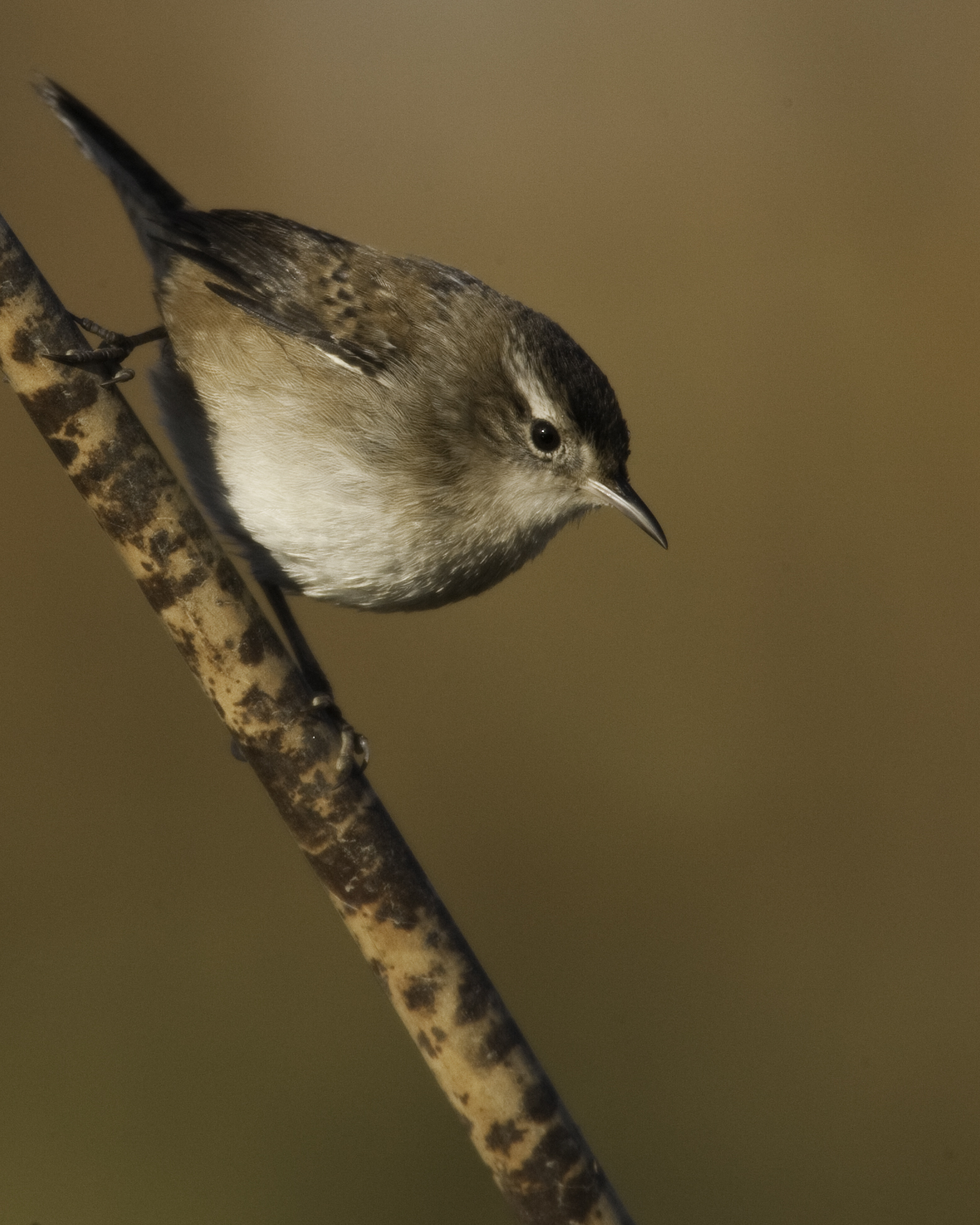 Marsh Wren..长嘴沼泽鹪鹩