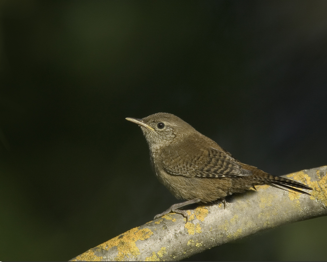 House Wren..莺鹪鹩