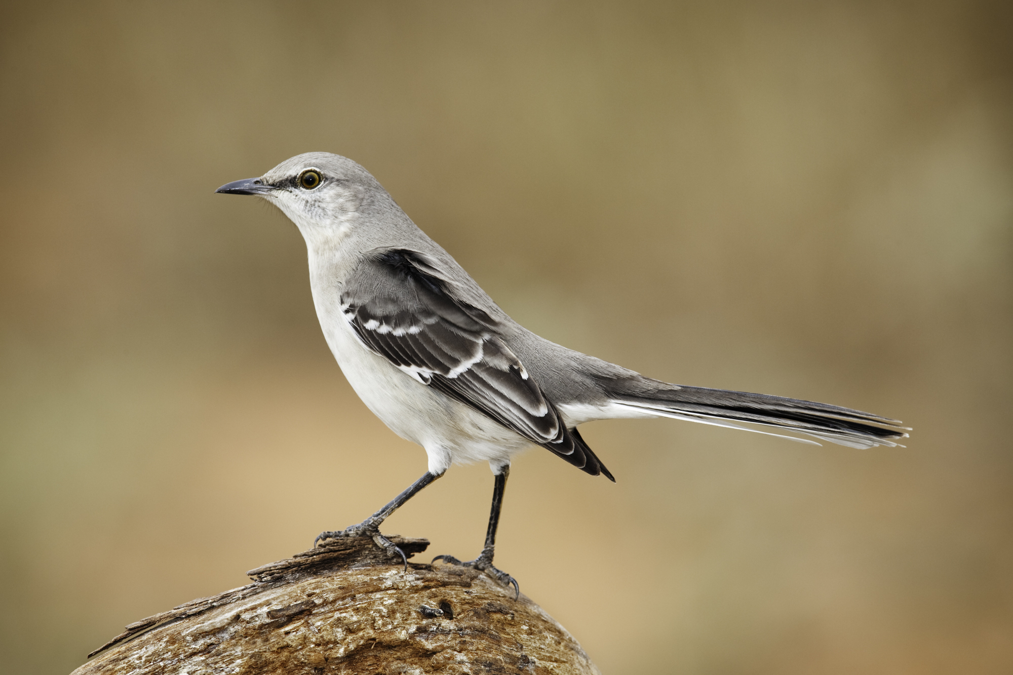 Northern Mockingbird..小嘲鸫	