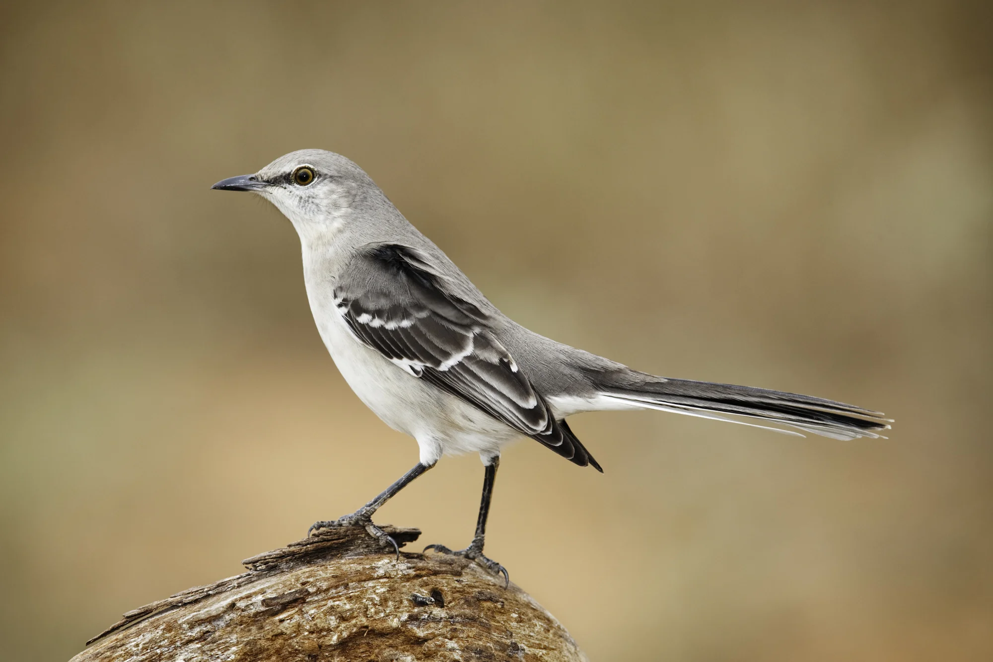 Northern Mockingbird..小嘲鸫