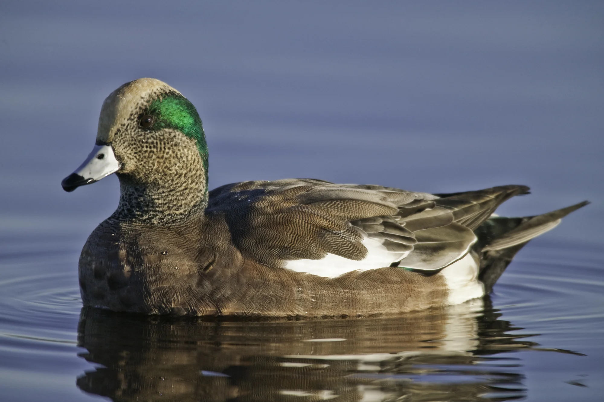 American Wigeon..绿眉鸭