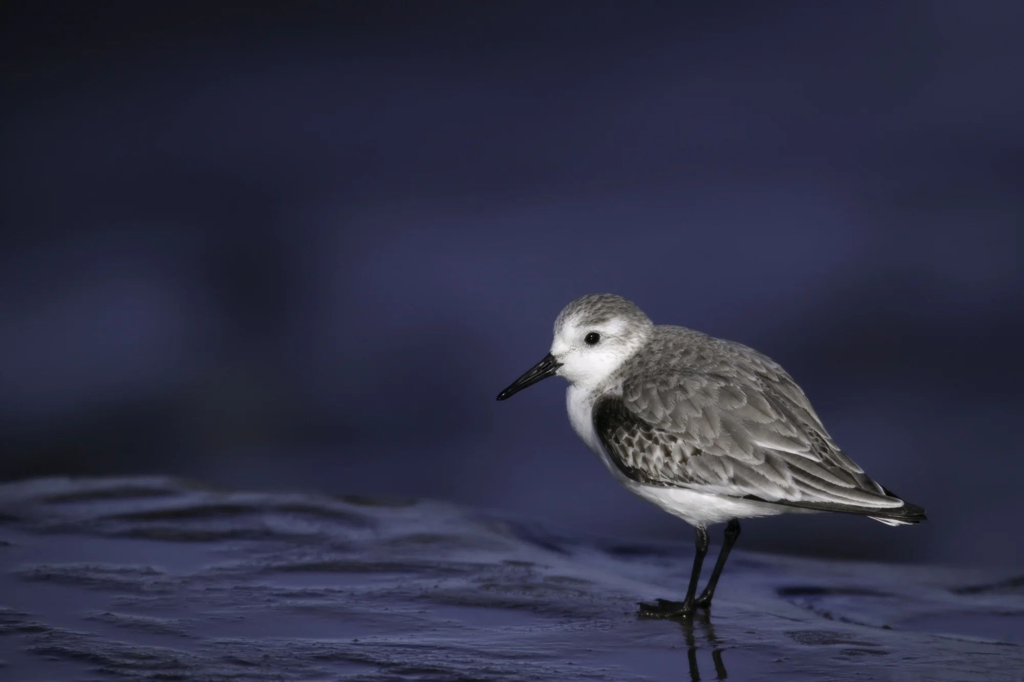 Sanderling..三趾滨鹬