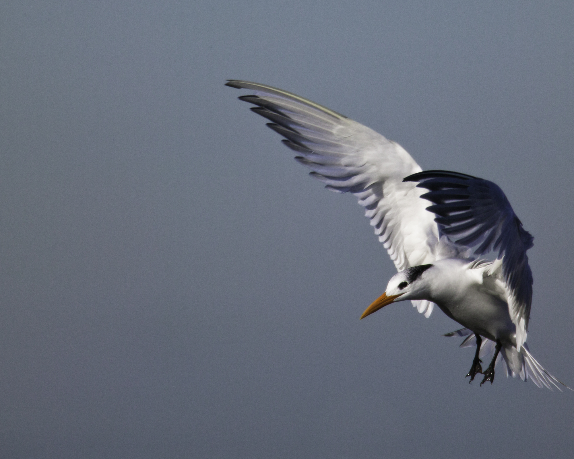 Royal Tern..橙嘴凤头燕鸥