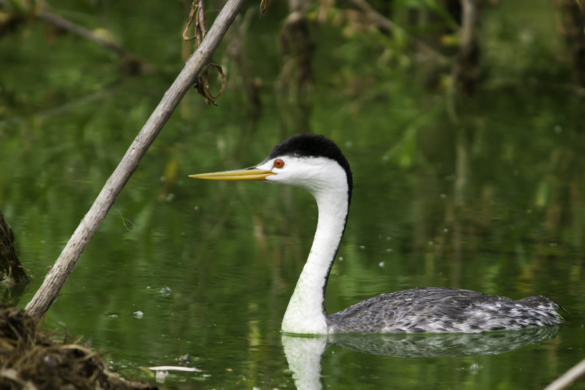 Clark's Grebe..克氏