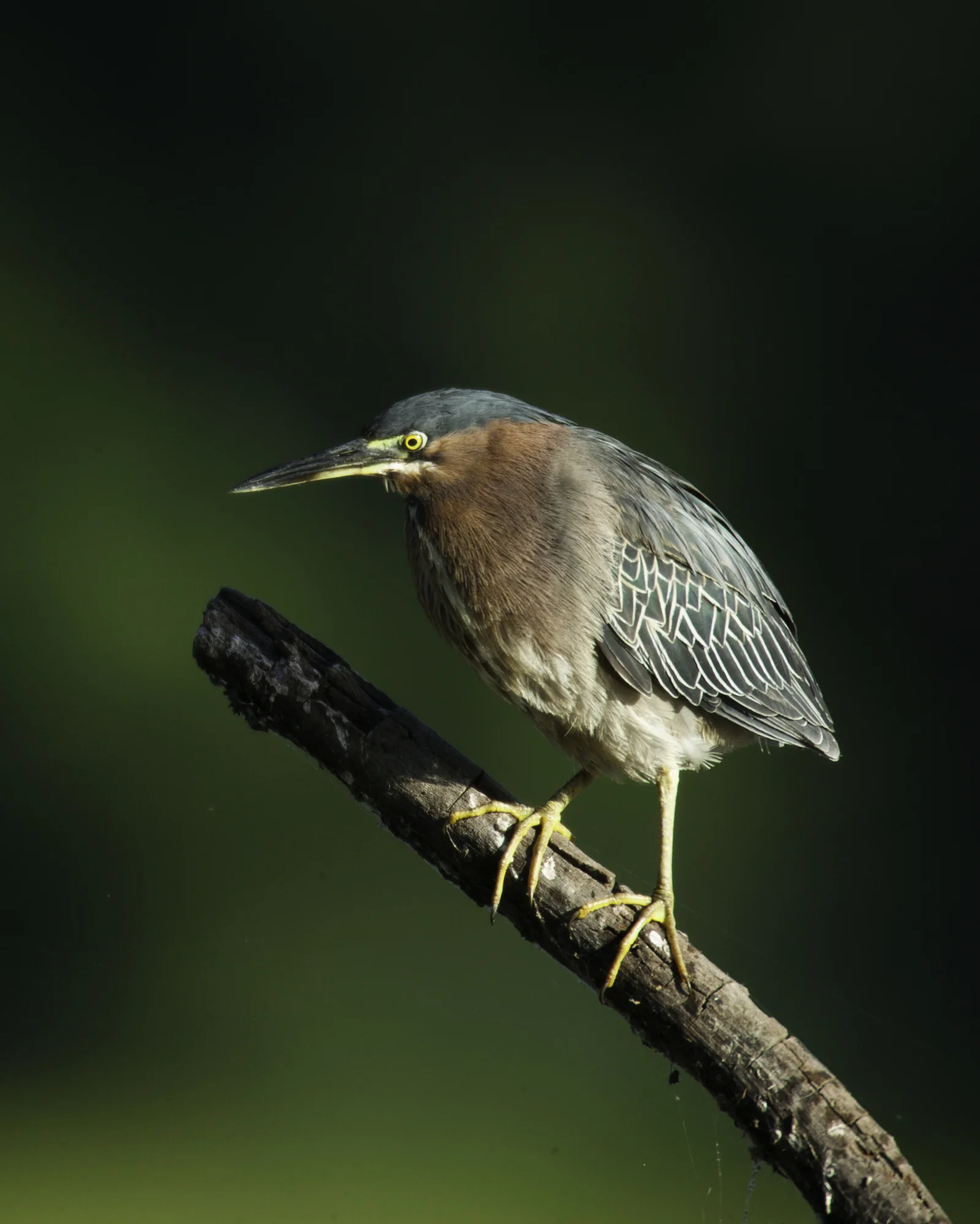 Green Heron..美洲绿鹭