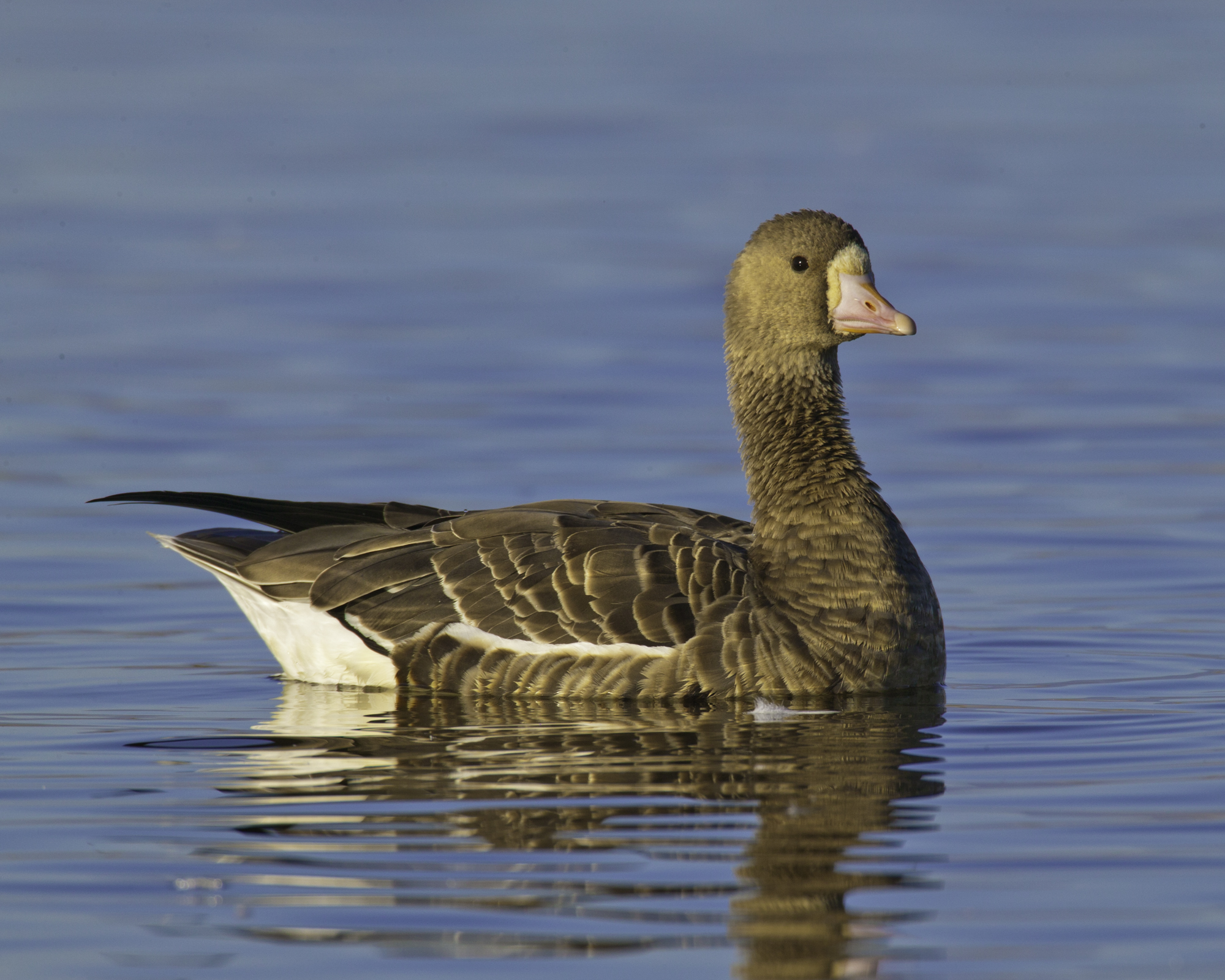 Greater White-fronted Goose..白额雁