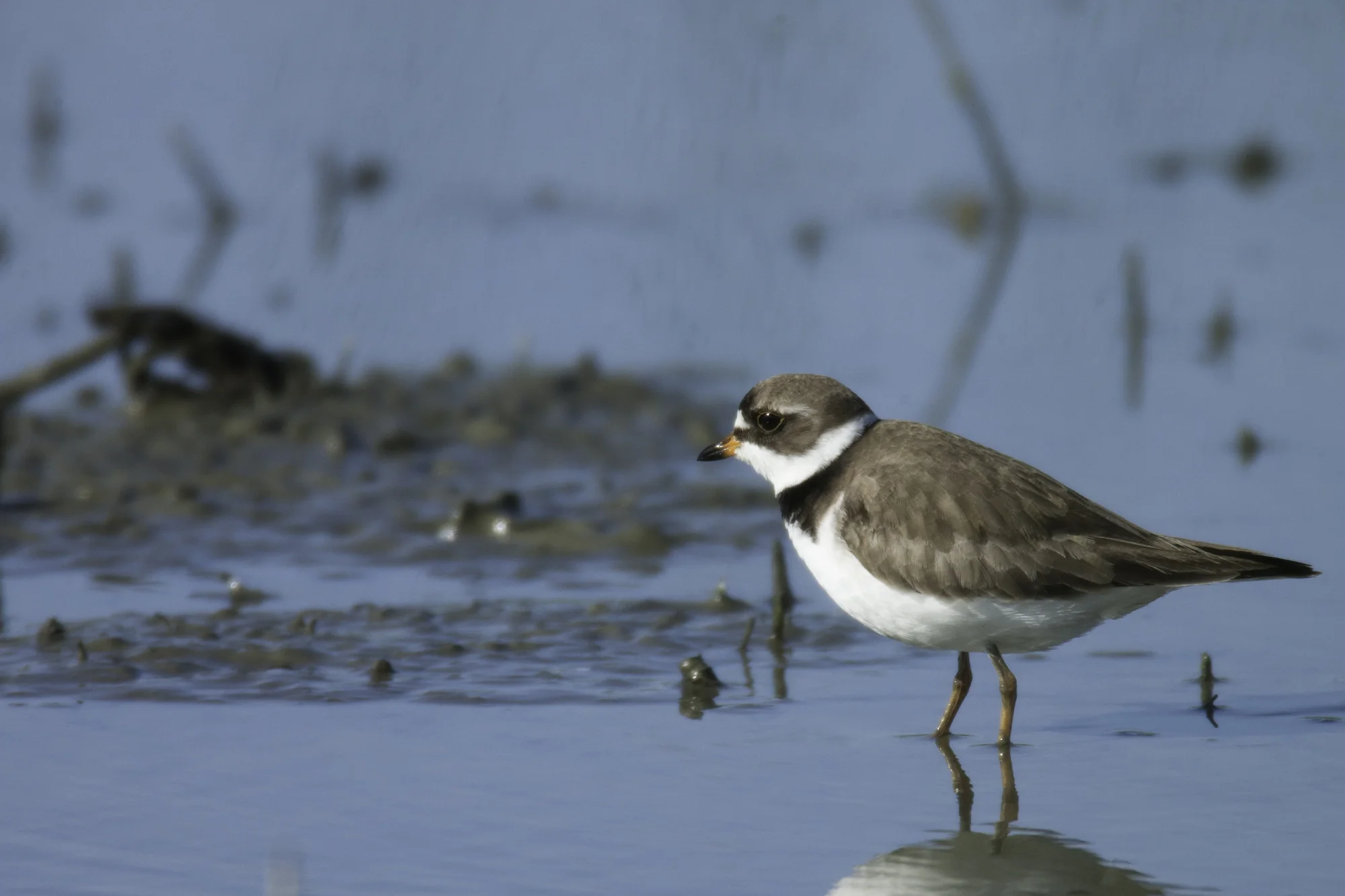 Semipalmated Plover..半蹼鸻