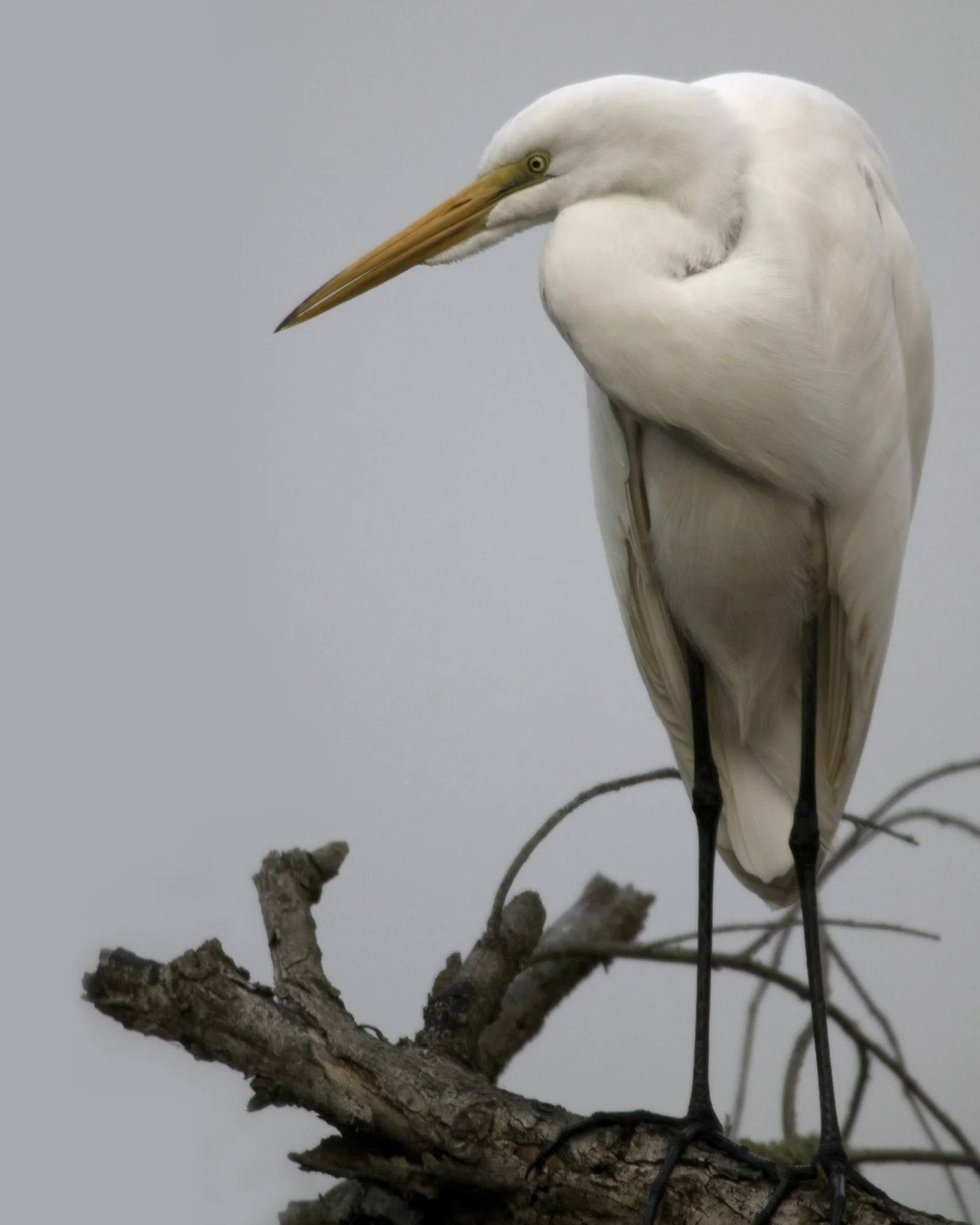 Great Egret..大白鹭