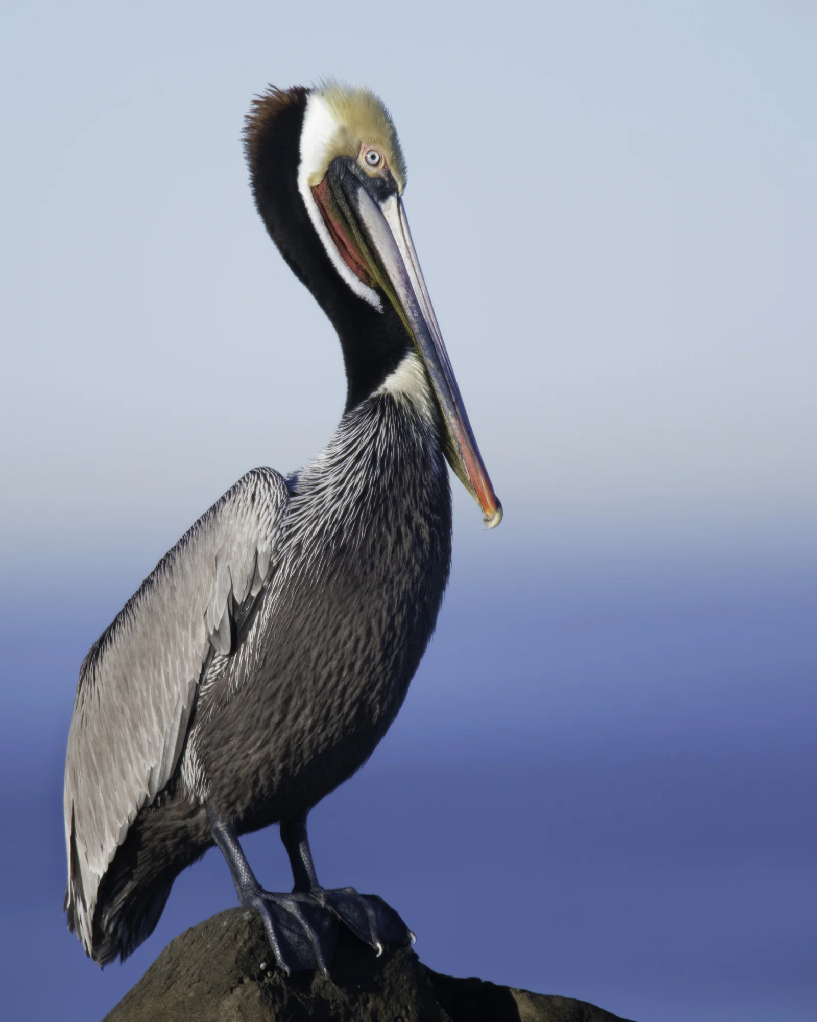 Brown Pelican (alternate plumage)..繁殖羽衣的褐鹈鹕