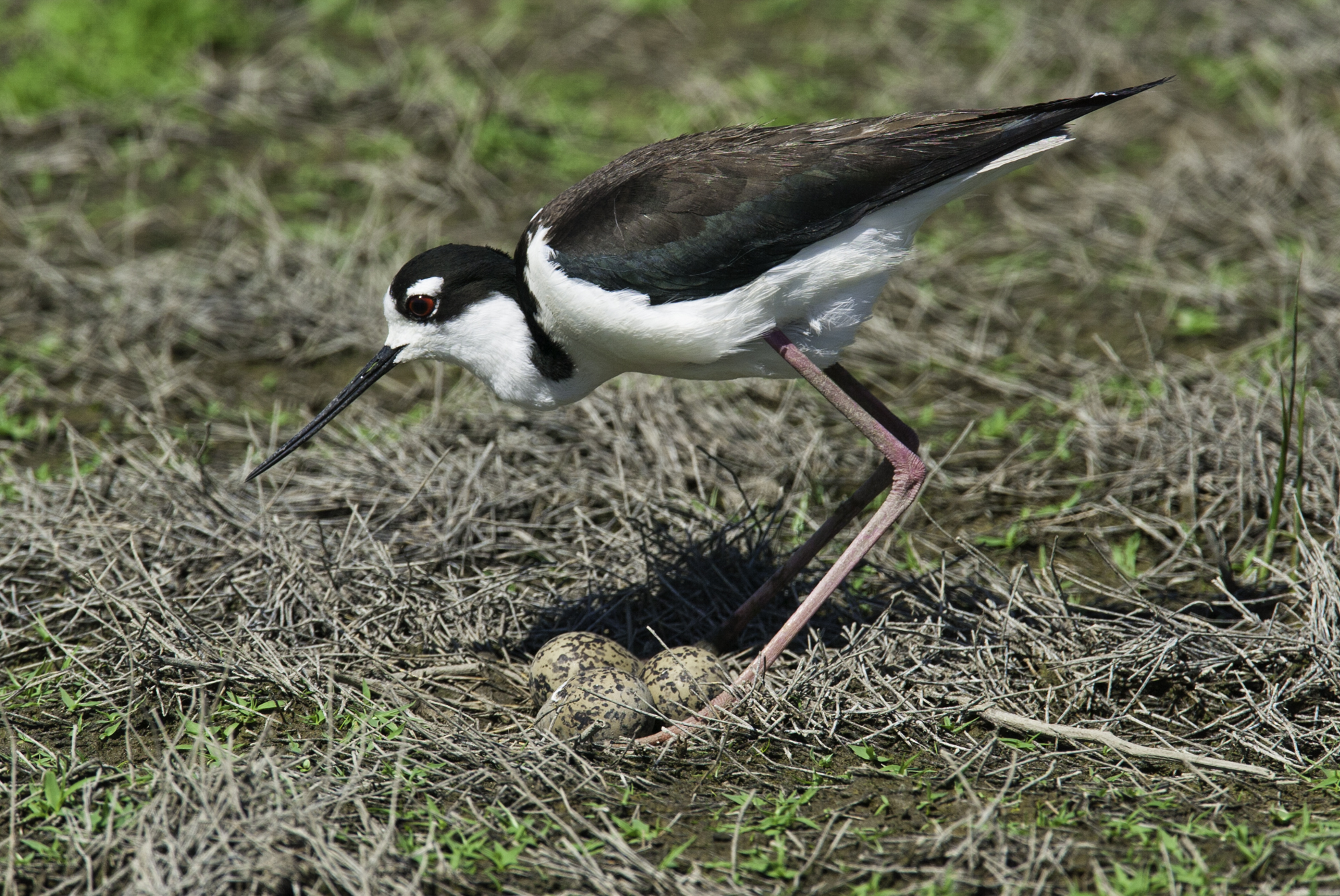 Black-necked Stilt..黑颈长脚鹬	