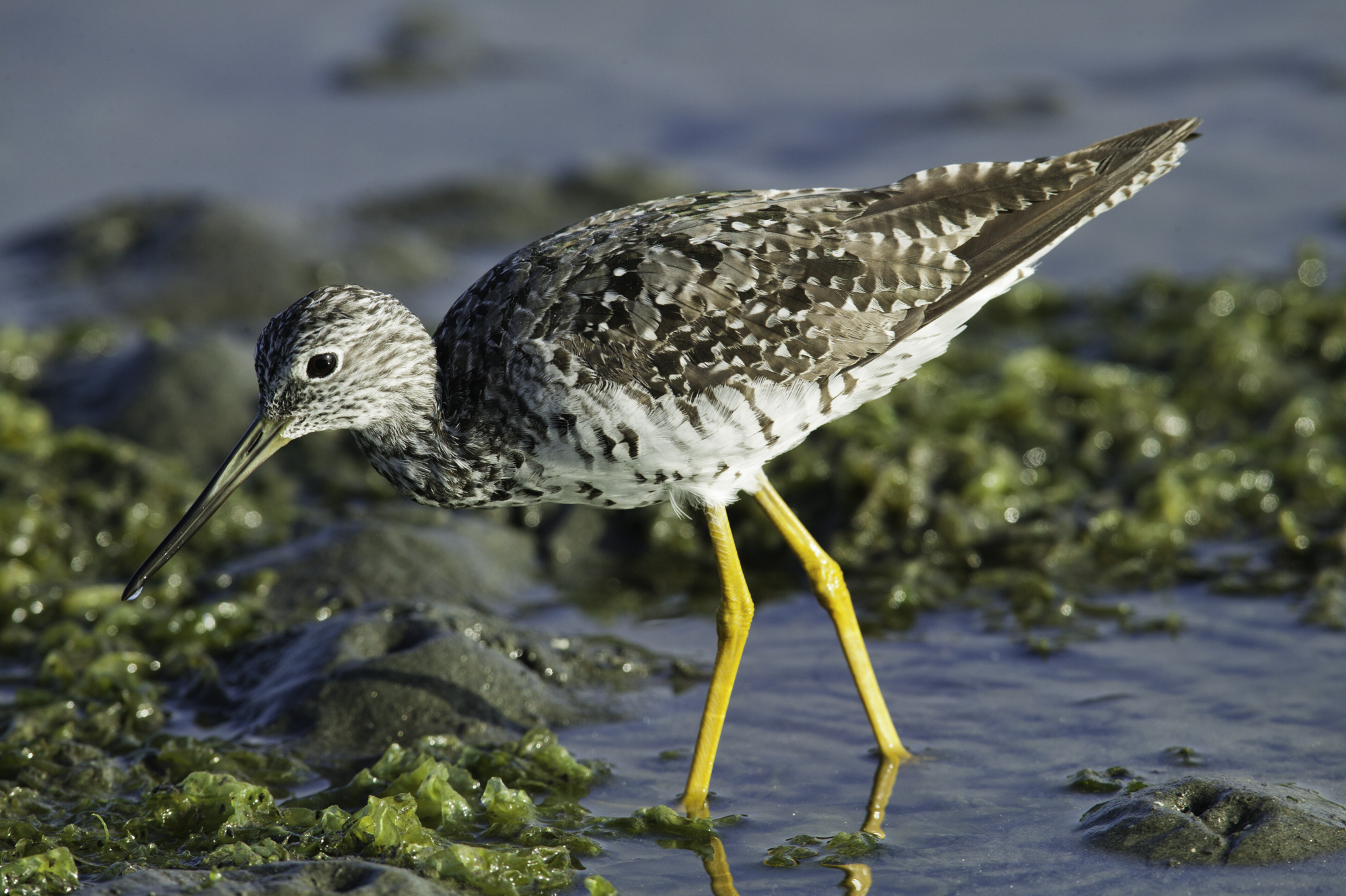 Greater Yellowlegs..大黄脚鹬