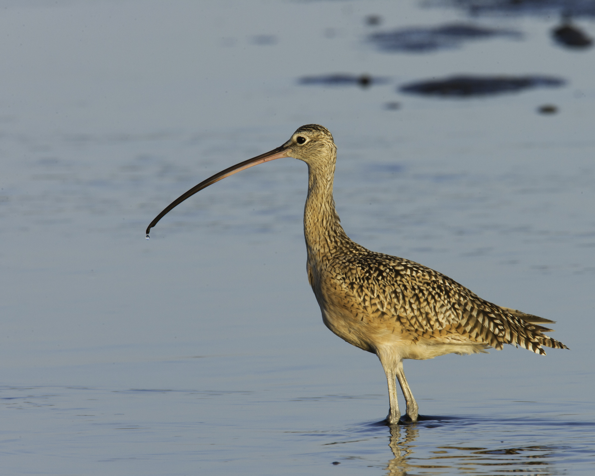 Long-billed Curlew..长嘴杓鹬