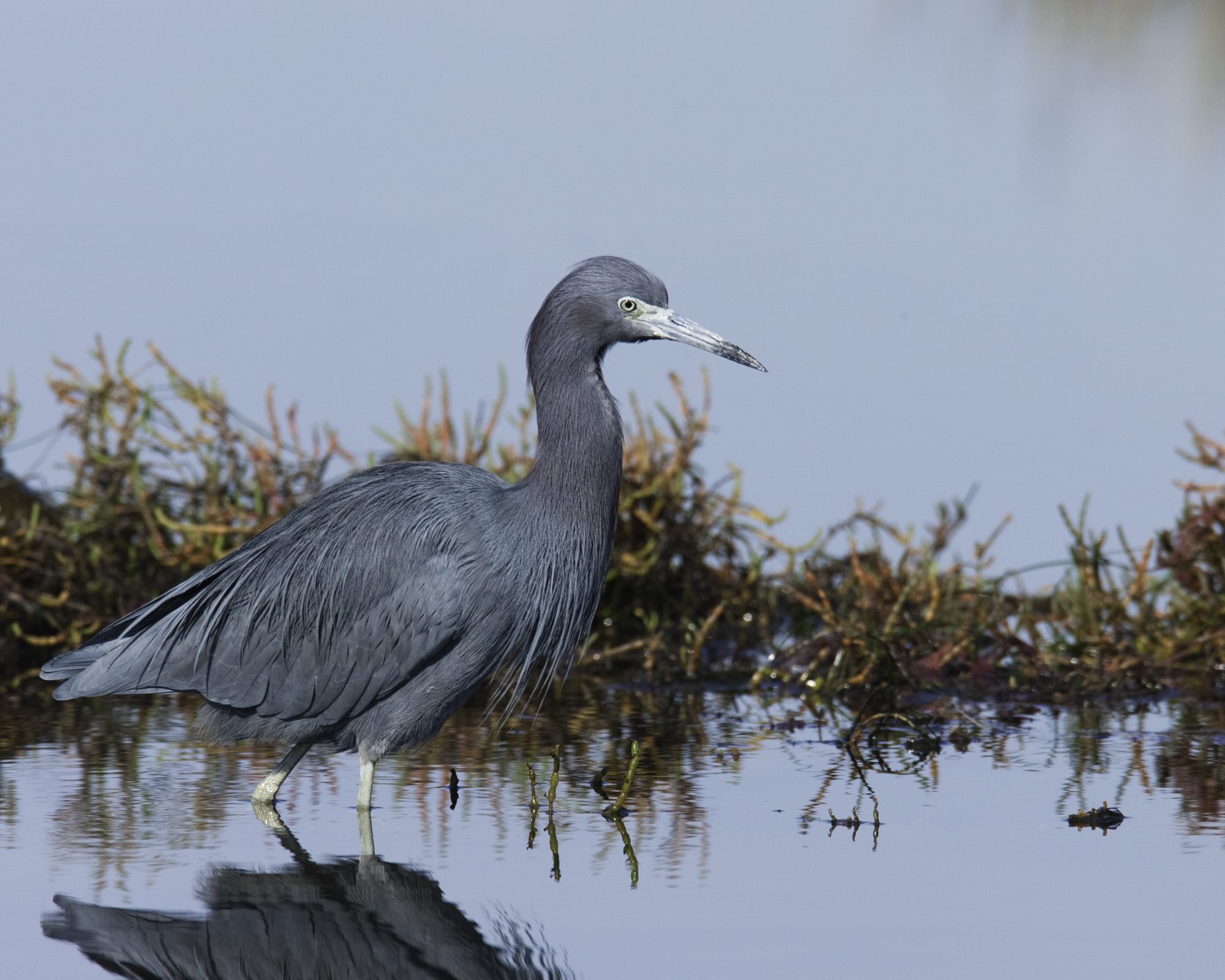 Little Blue Heron..小蓝鹭	