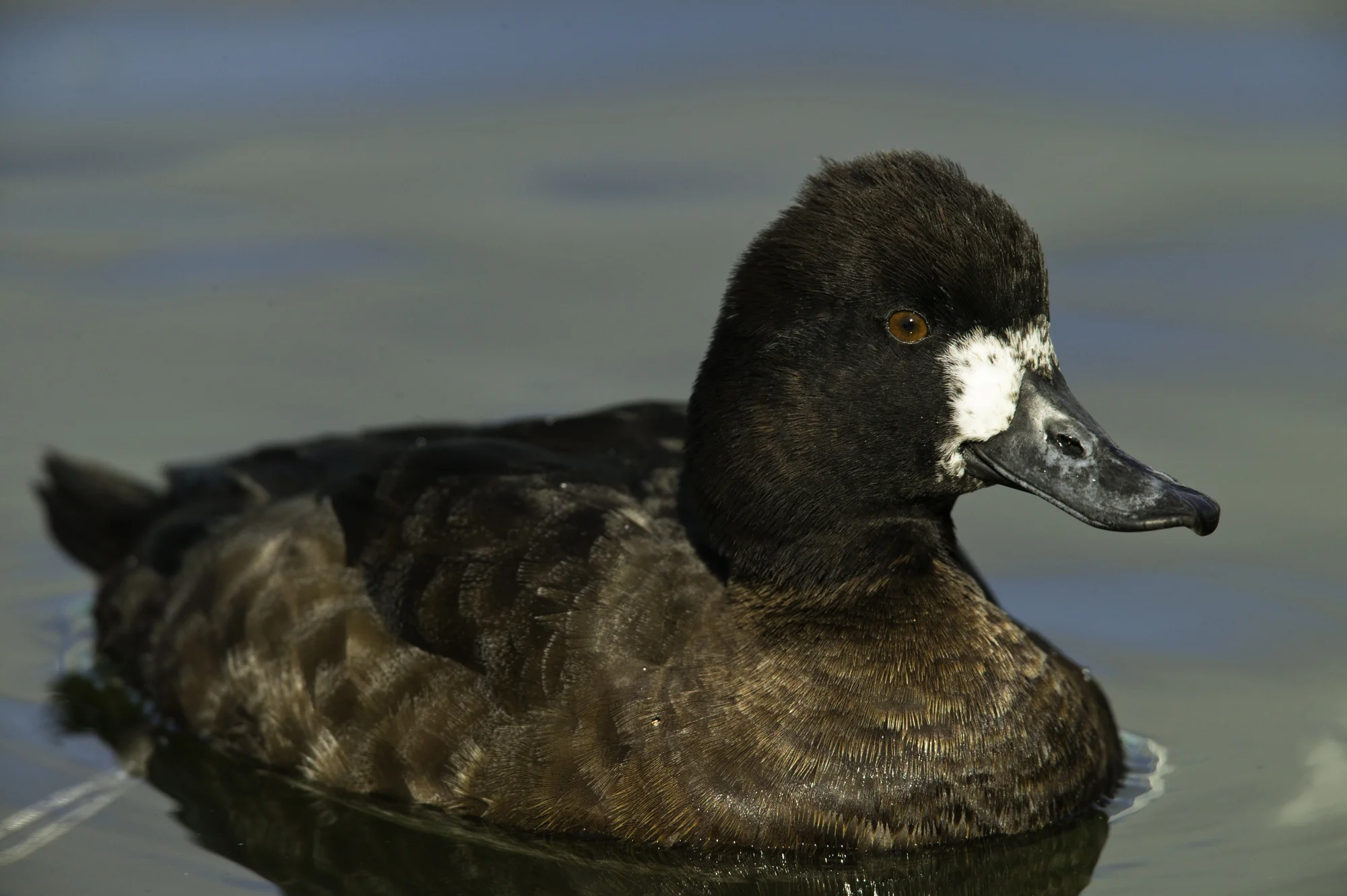 Lesser Scaup, female..雌性小潜鸭