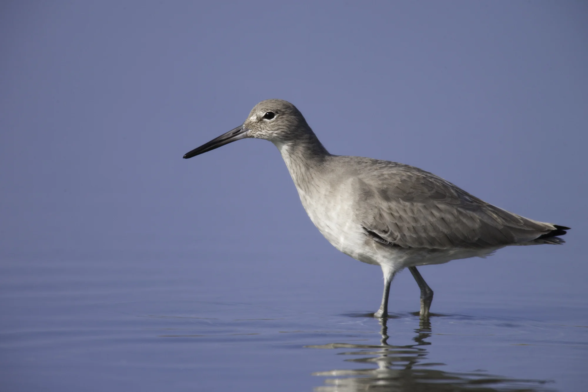 Willet..斑翅鹬