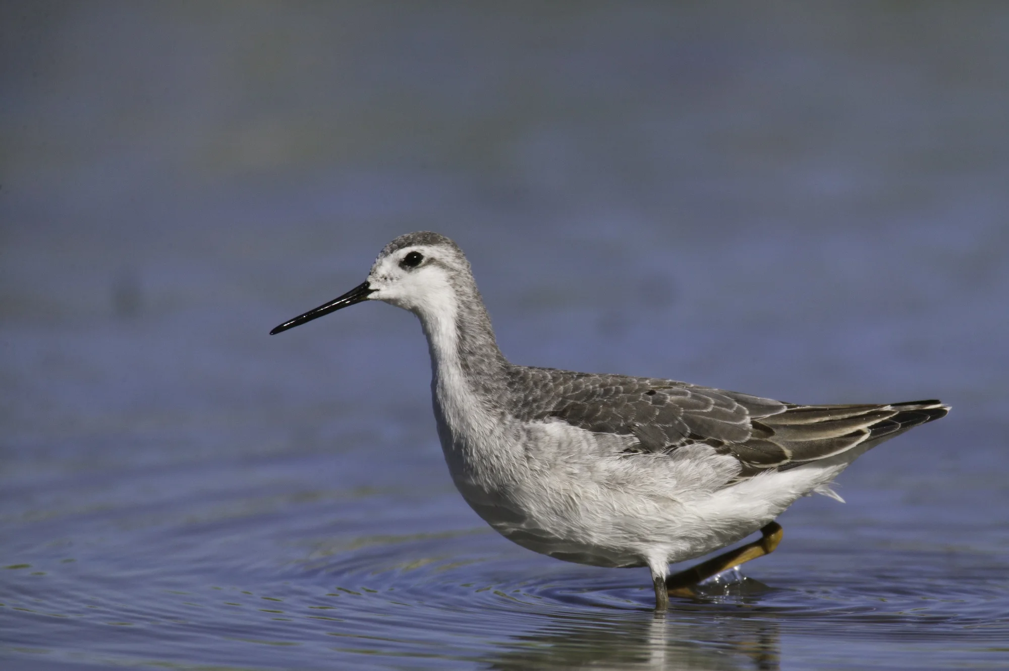 Wilson's Phalarope..细嘴瓣蹼鹬