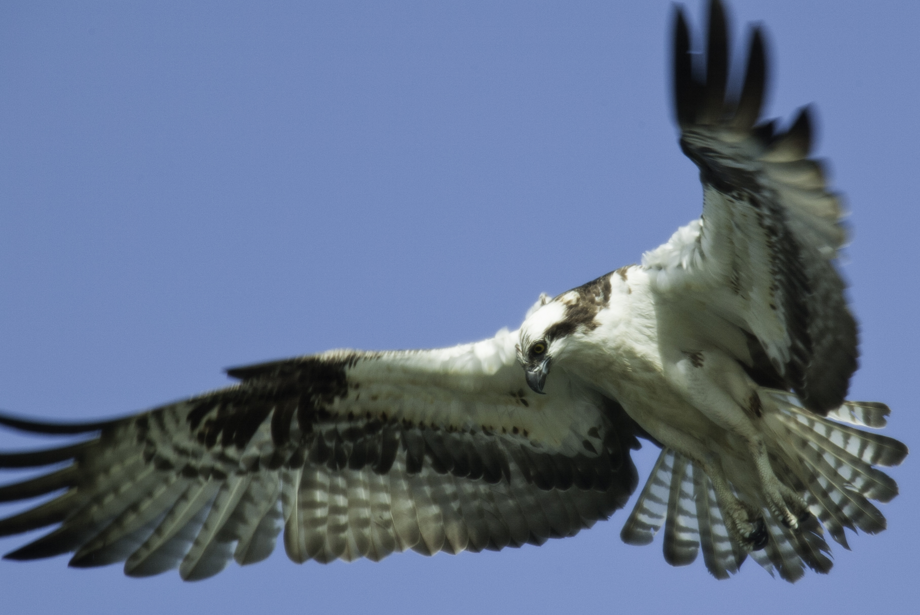 Osprey.. 鹗