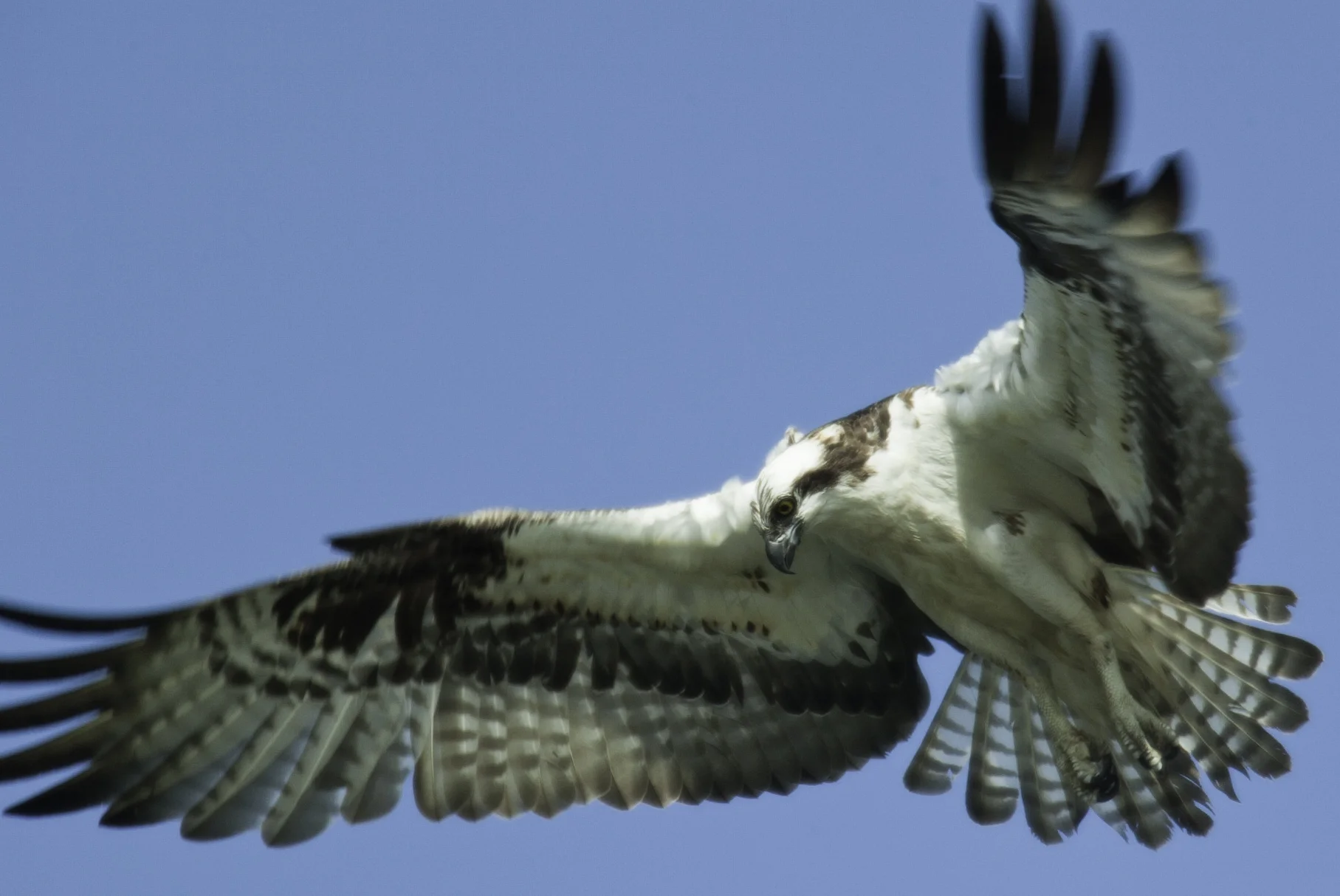 Osprey.. 鹗