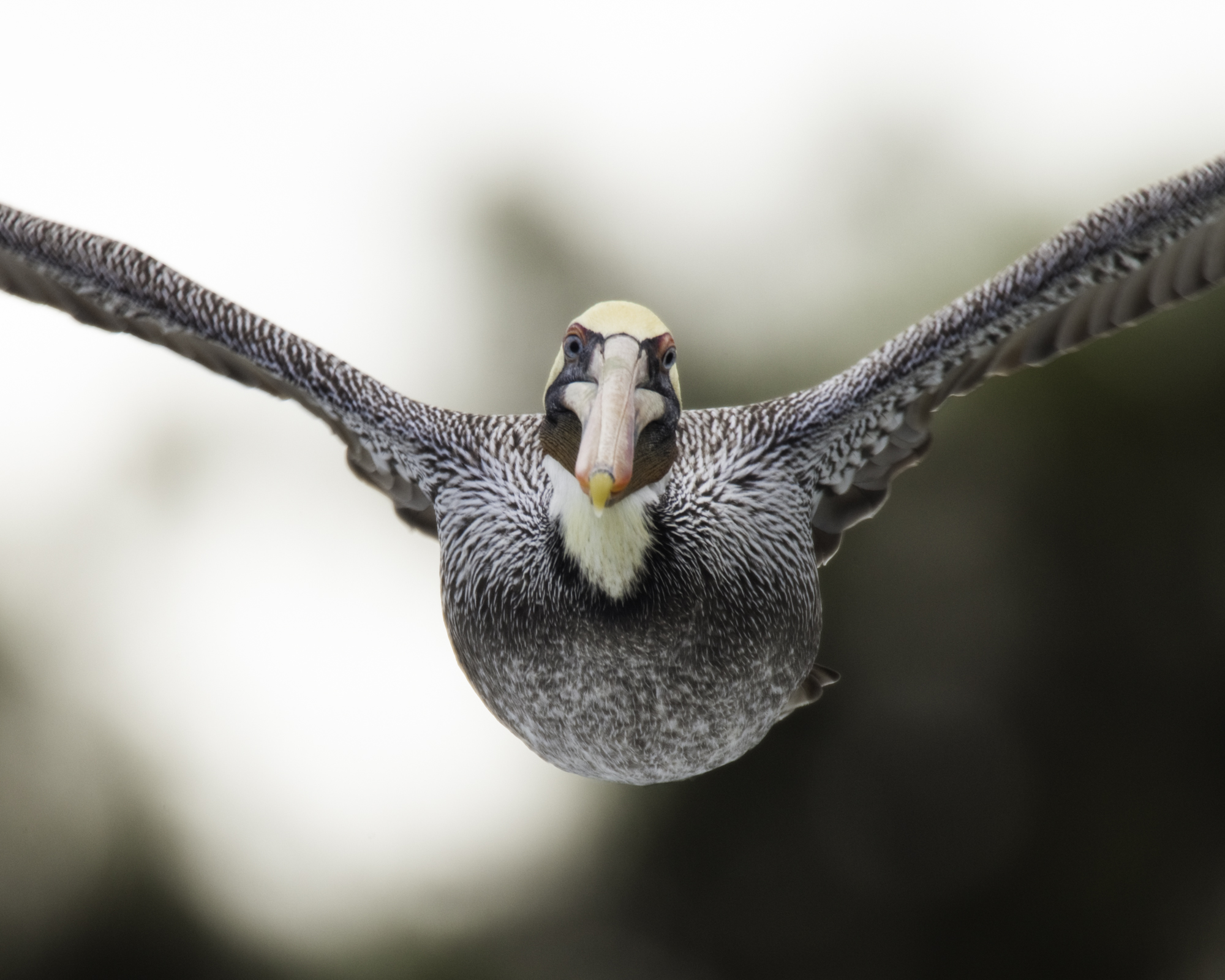 Brown Pelican