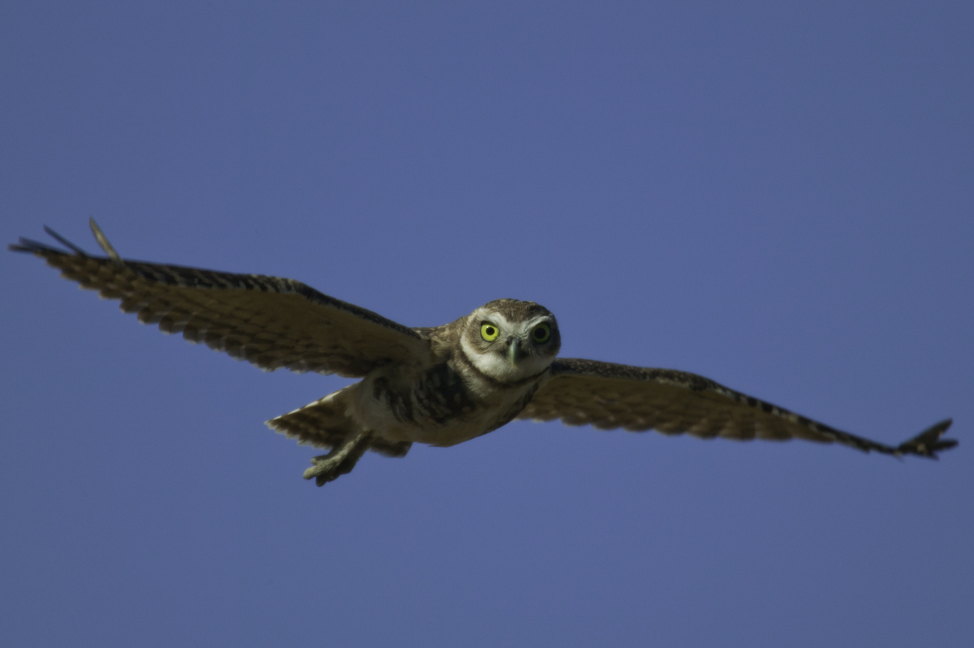 Burrowing Owl..穴小鸮