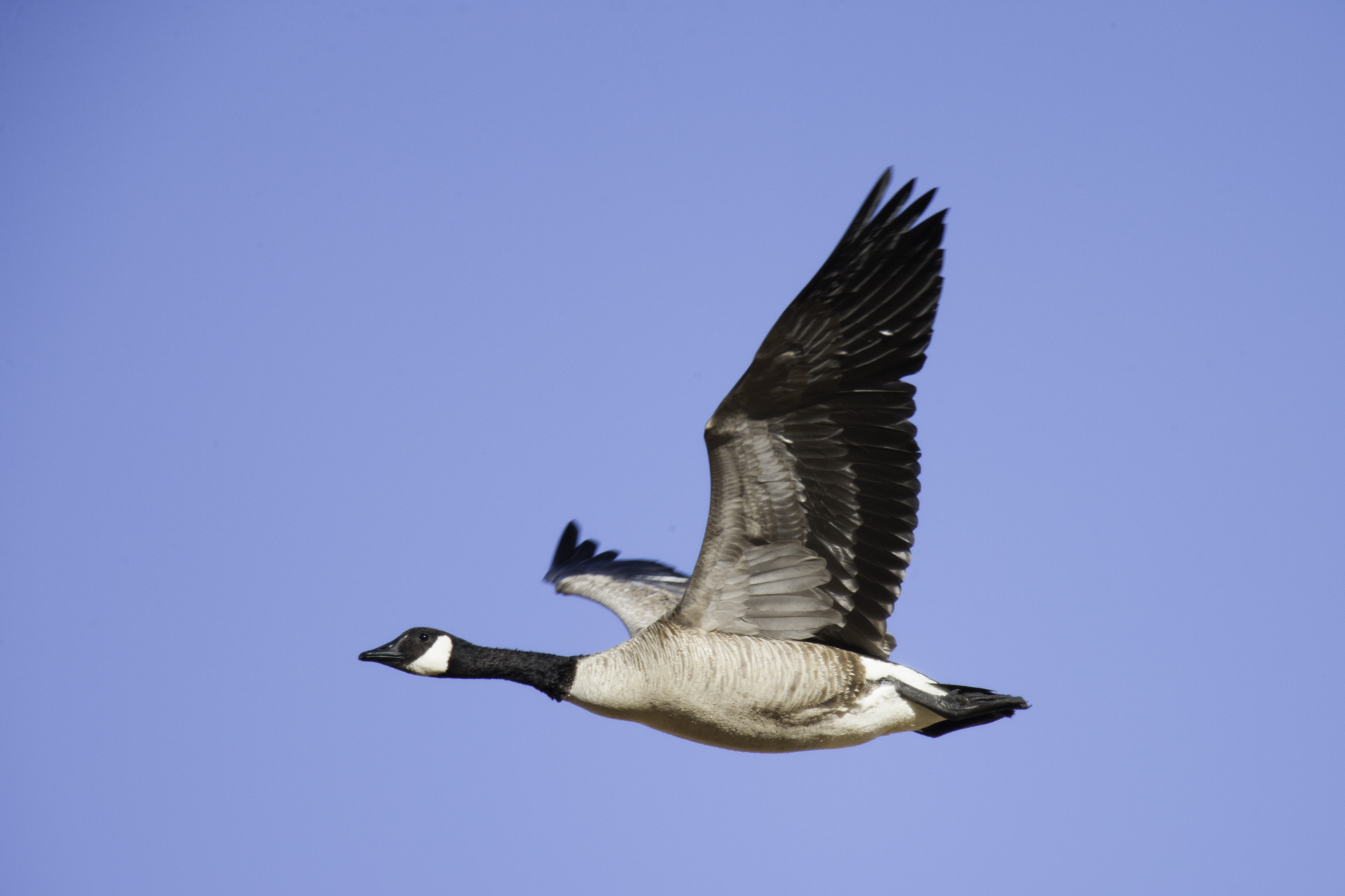 Canada Goose..加拿大黑雁