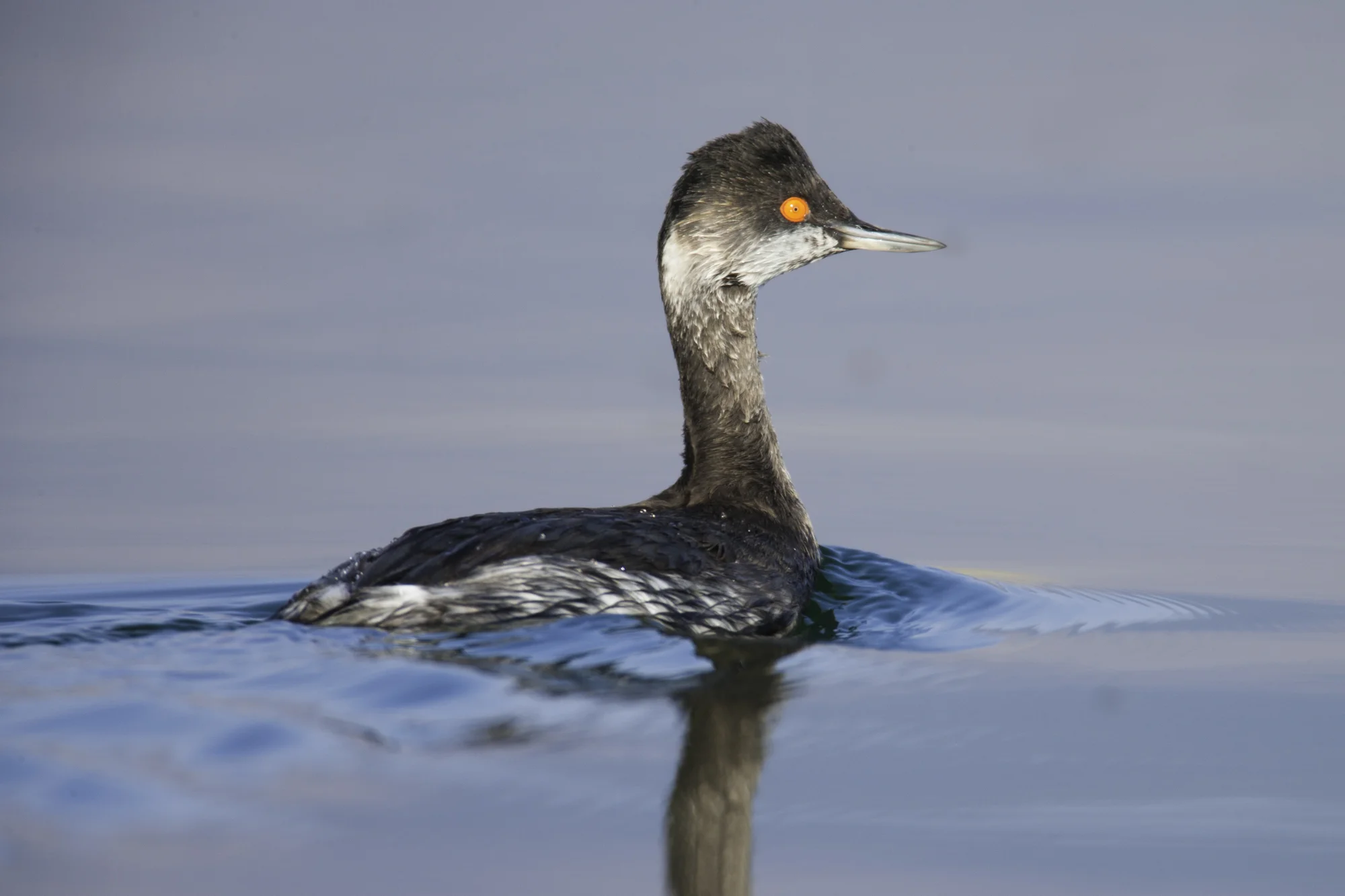 Eared Grebe..黑颈