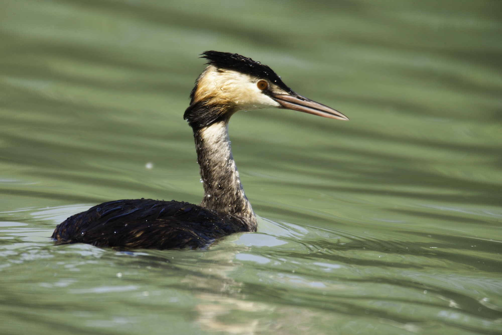 Great Crested Grebe..凤头