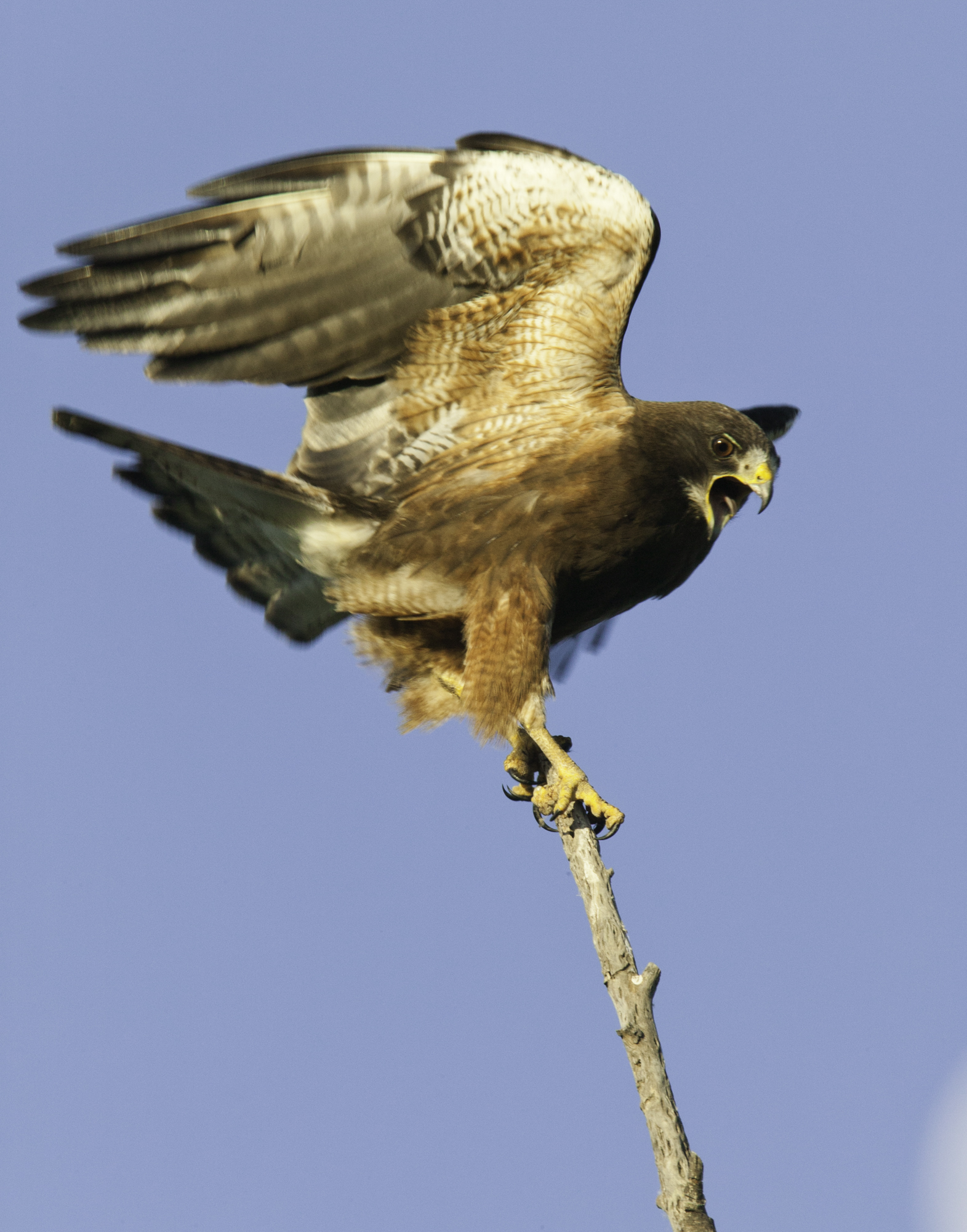 Swainson's Hawk