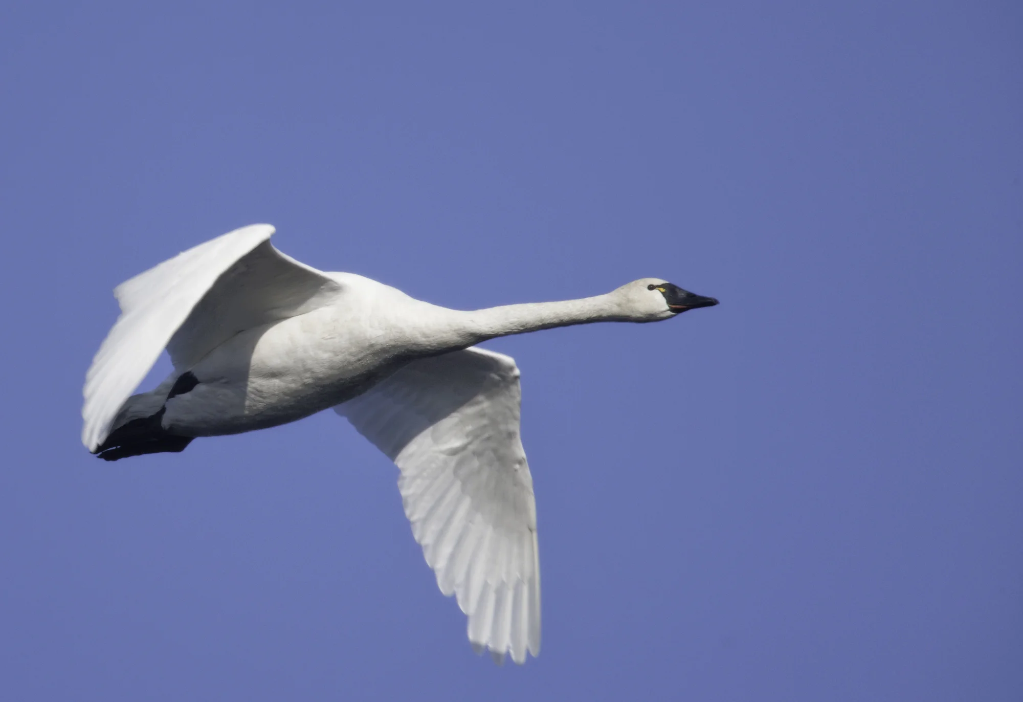 Tundra Swan..小天鹅