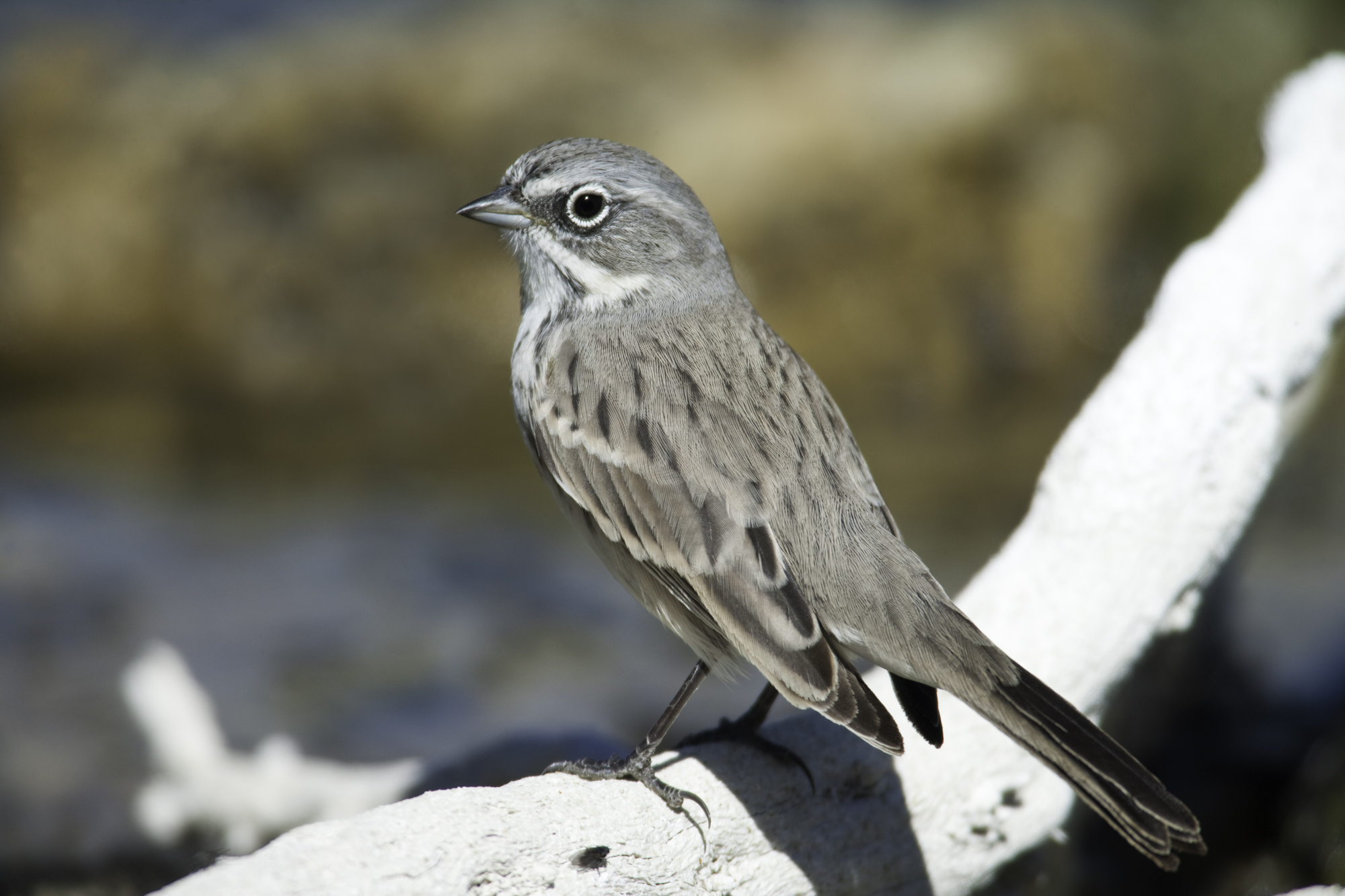 Sagebrush Sparrow..艾草漠鹀	