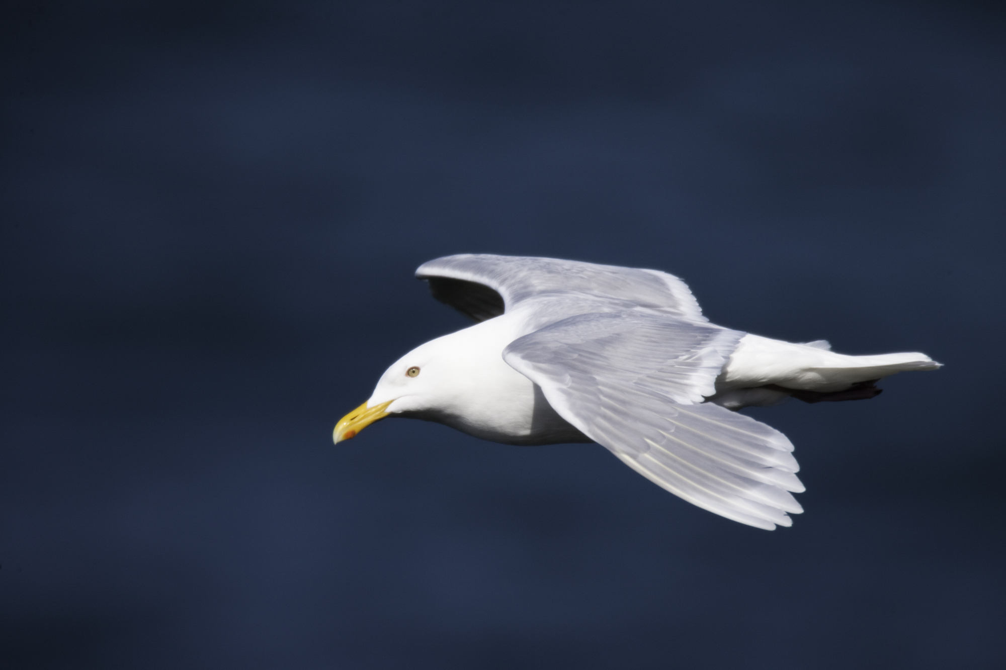 Glaucous Gull..北极鸥