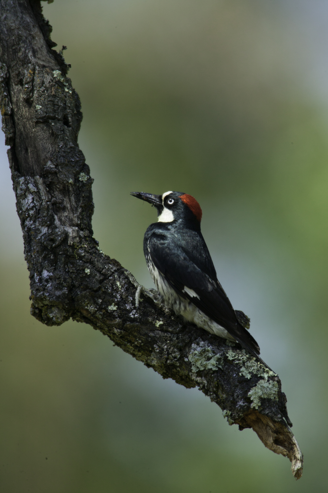 Acorn Woodpecker..橡树啄木鸟