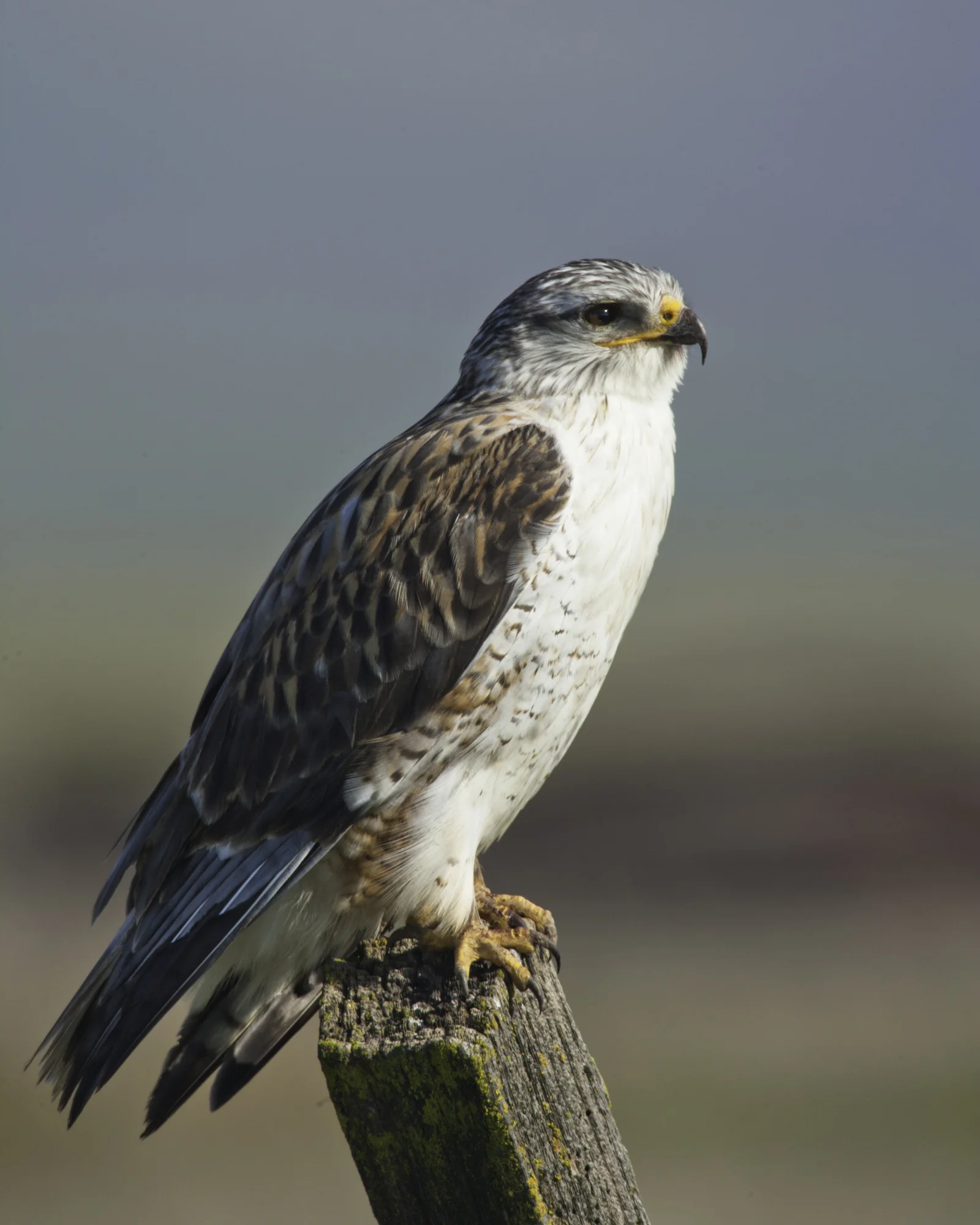 Ferruginous Hawk..王鵟