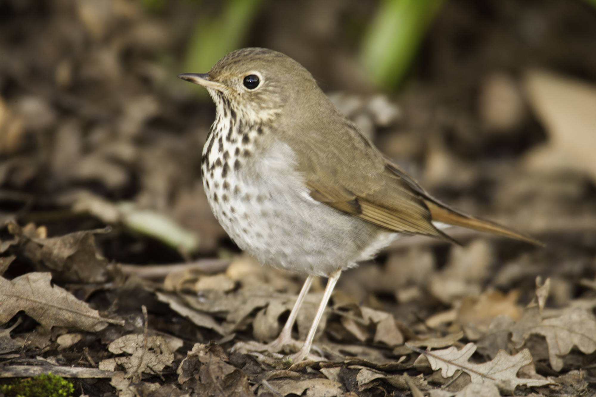 Hermit Thrush..隐夜鸫