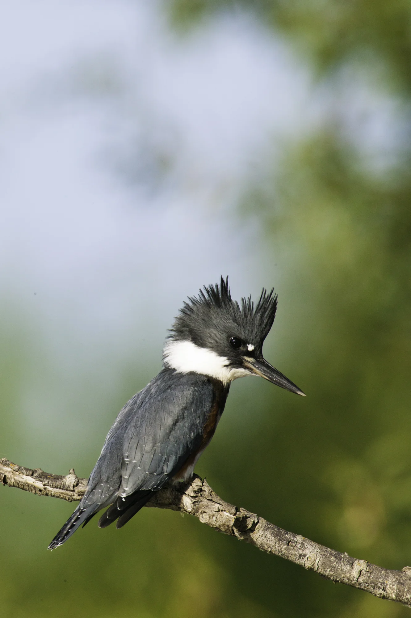 Belted Kingfisher..白腹鱼狗