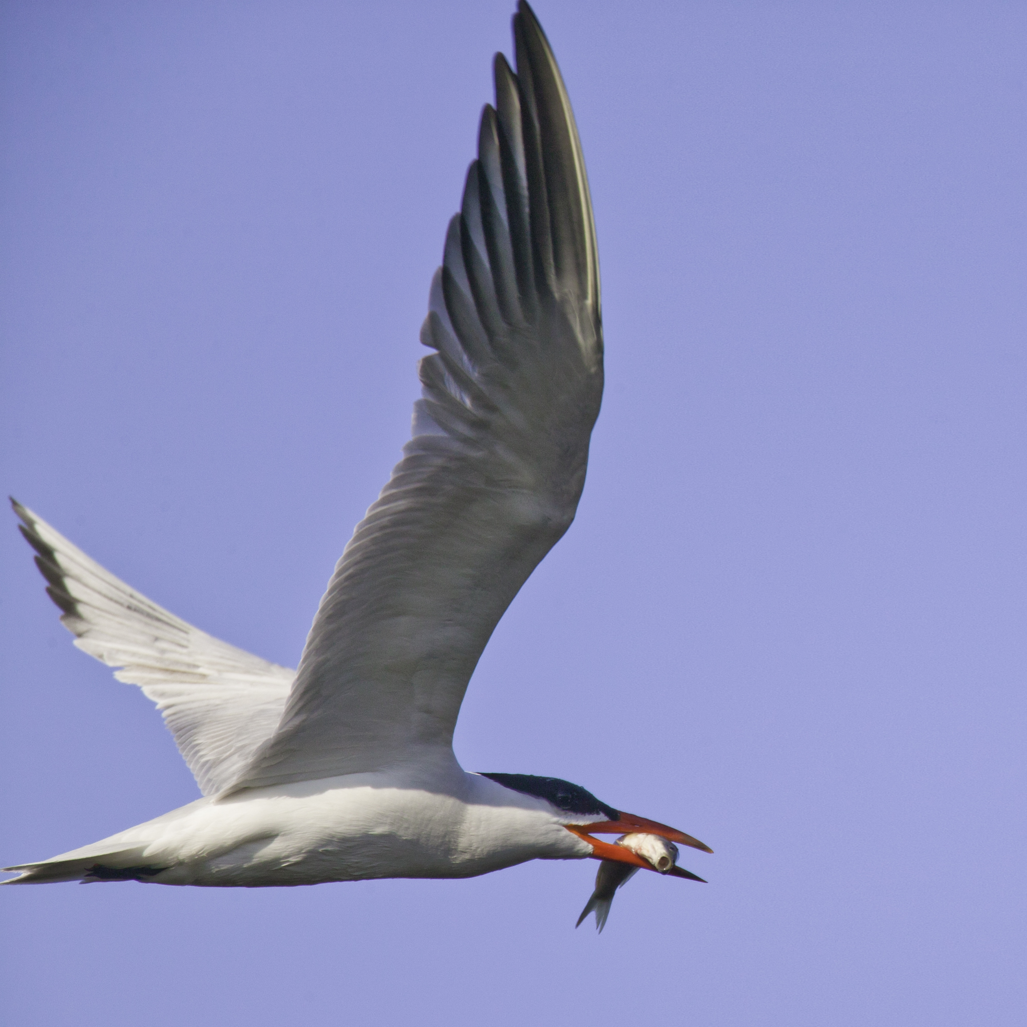 Caspian Tern..红嘴巨鸥	