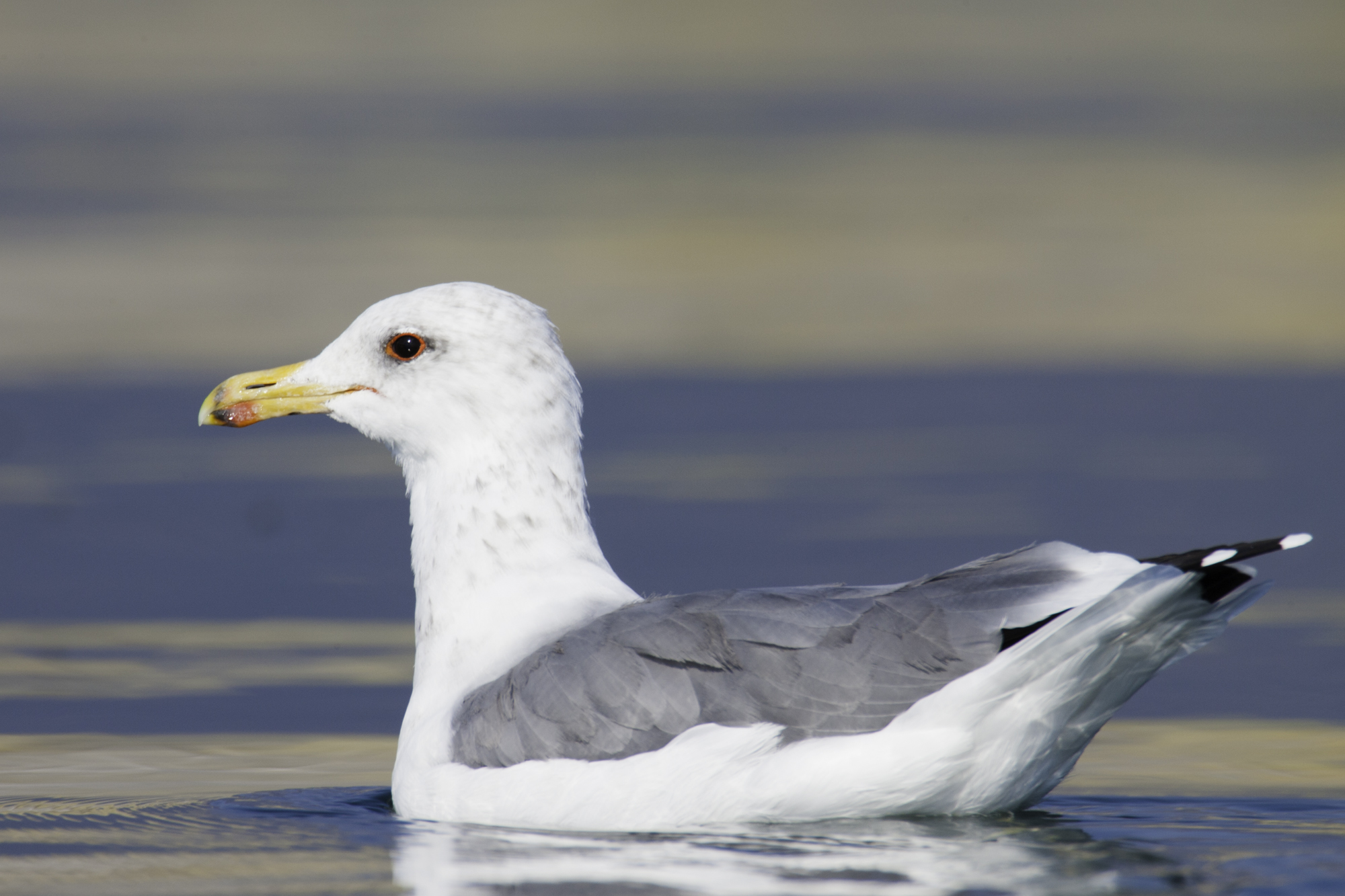 California Gull..加州鸥	