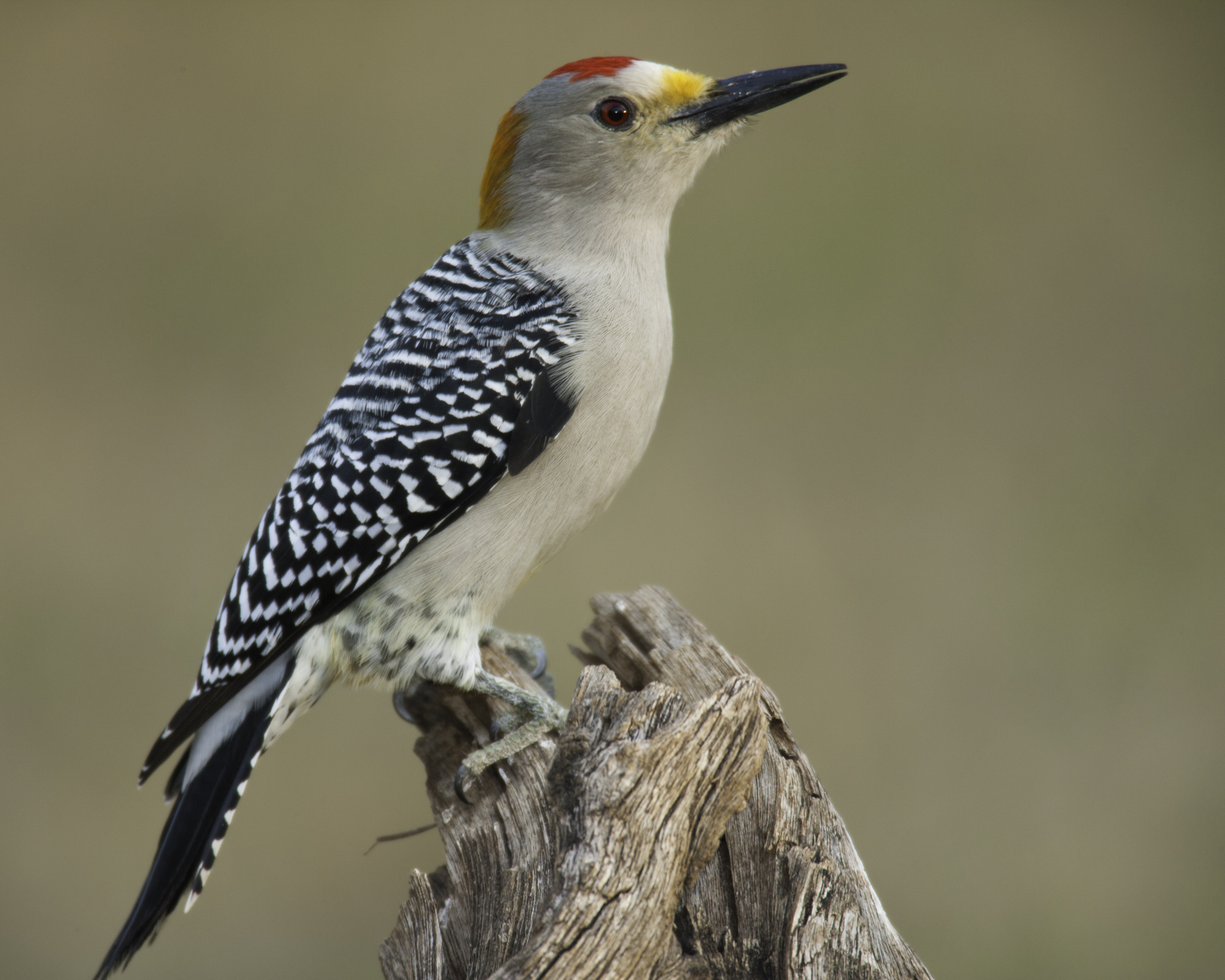 Golden-fronted Woodpecker..金额啄木鸟