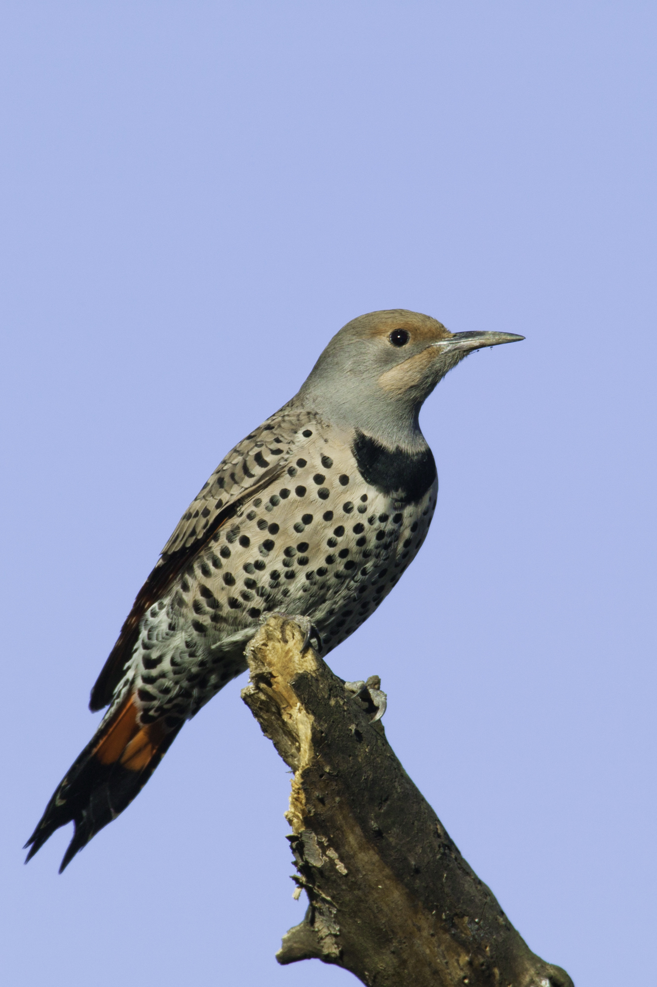 Northern Flicker..北扑翅鴷