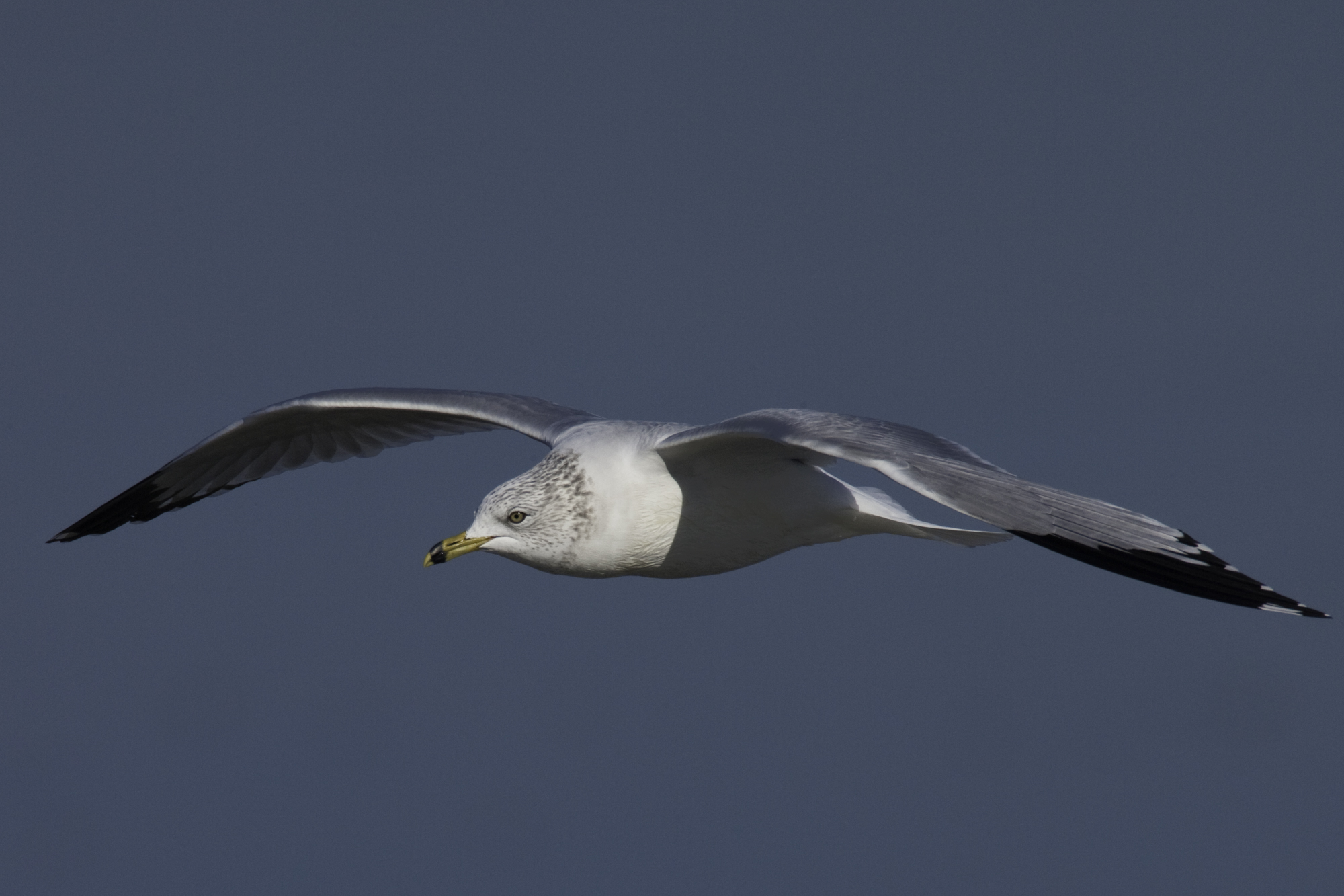 Ring-billed Gull