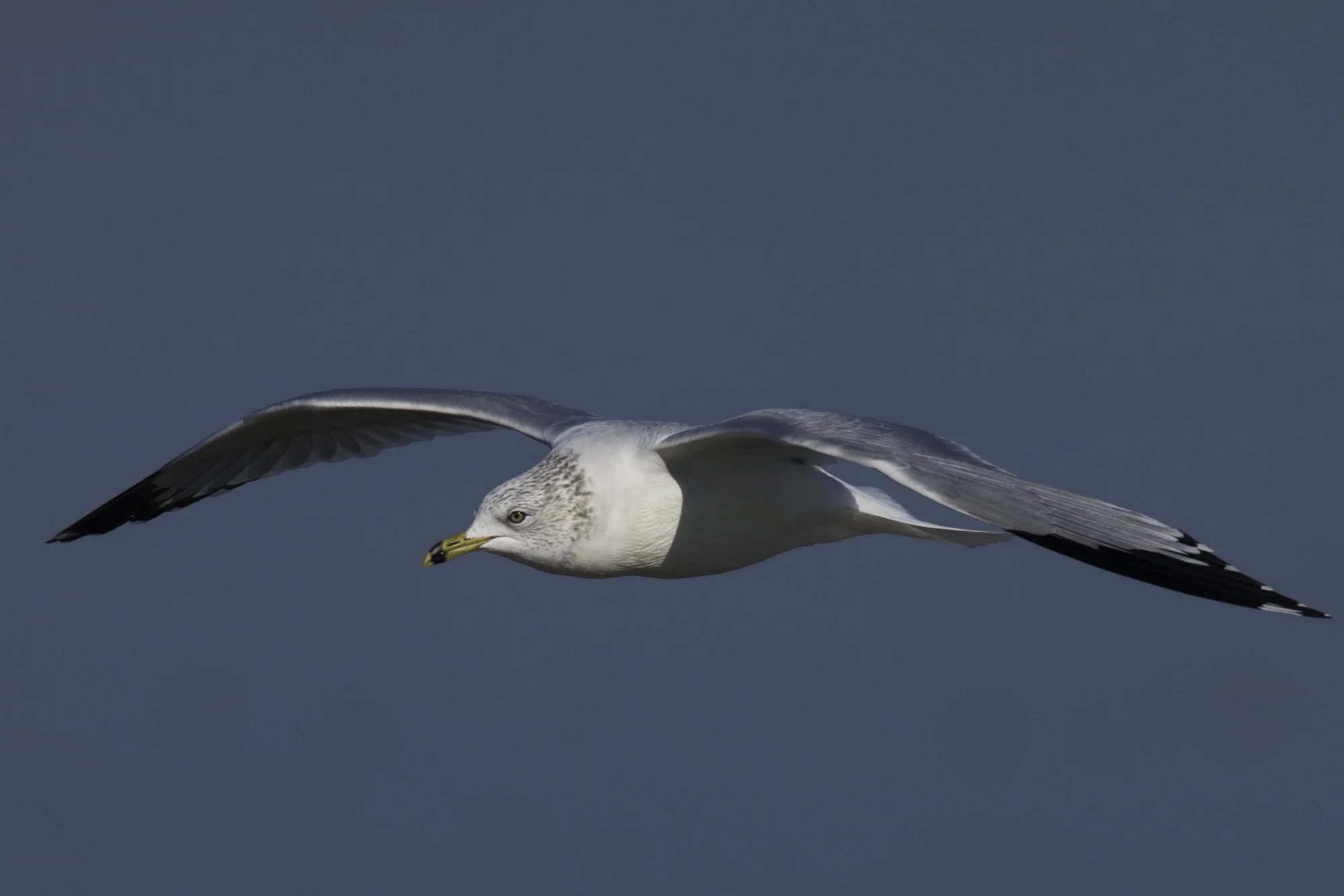 Ring-billed Gull..环嘴鸥