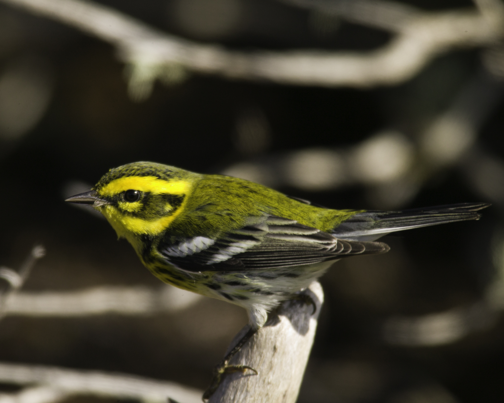 Townsend's Warbler..黄眉林莺