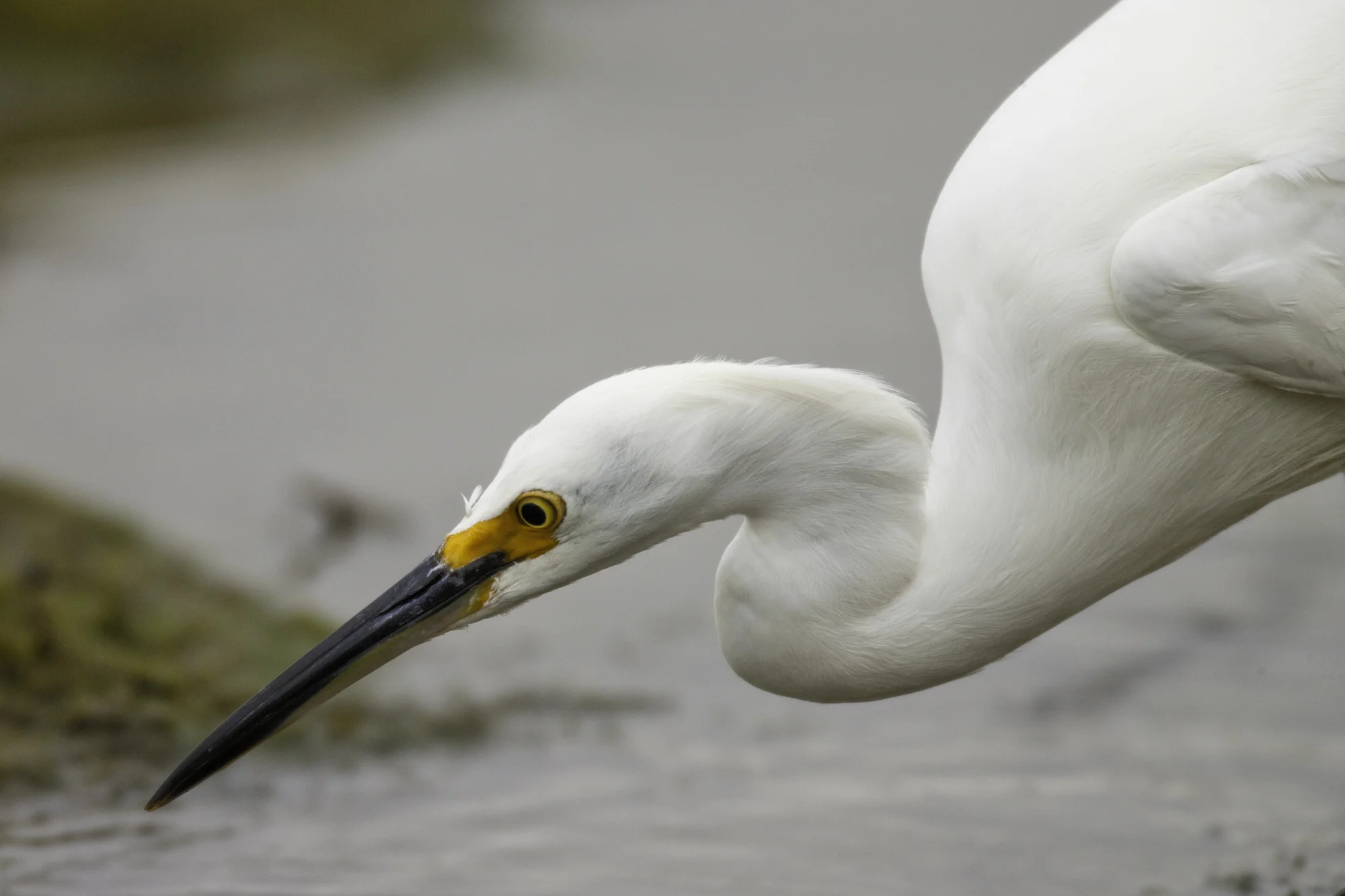 Snowy Egret..雪鹭