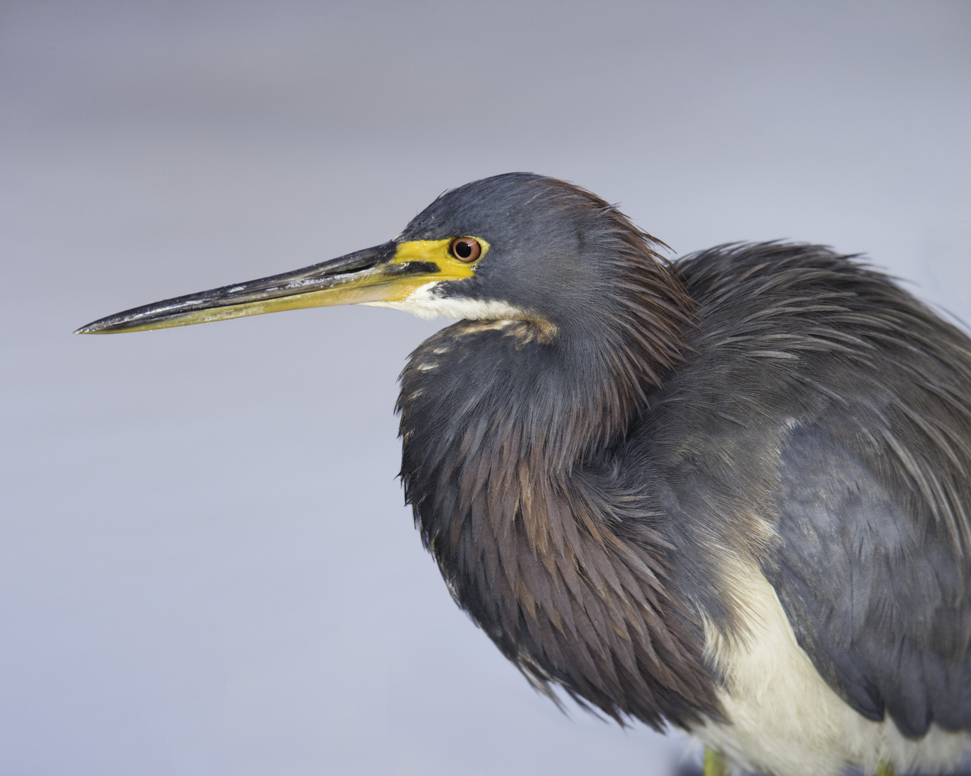 Tricolored Heron..三色鹭	