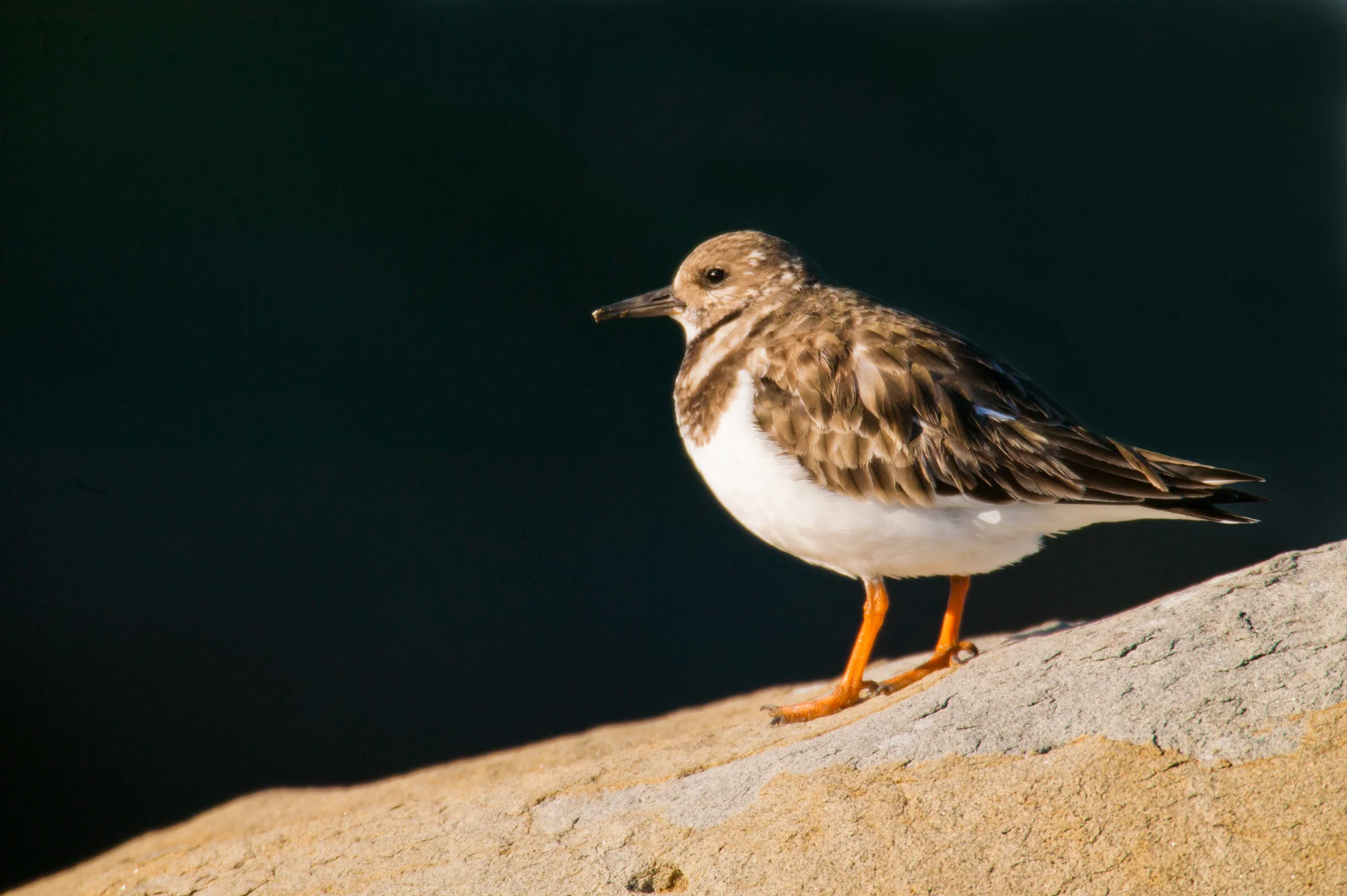Ruddy Turnstone..翻石鹬