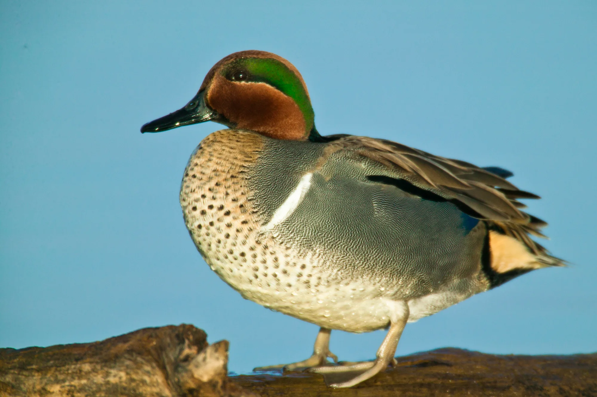 Green-winged Teal..绿翅鸭