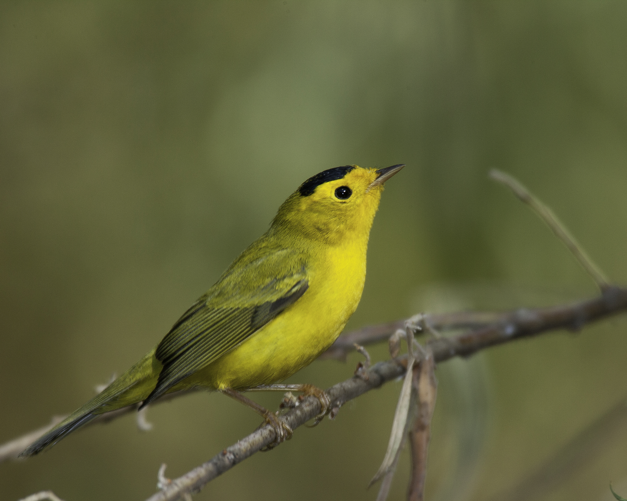 Wilson's Warbler, male..雄性黑头威森莺