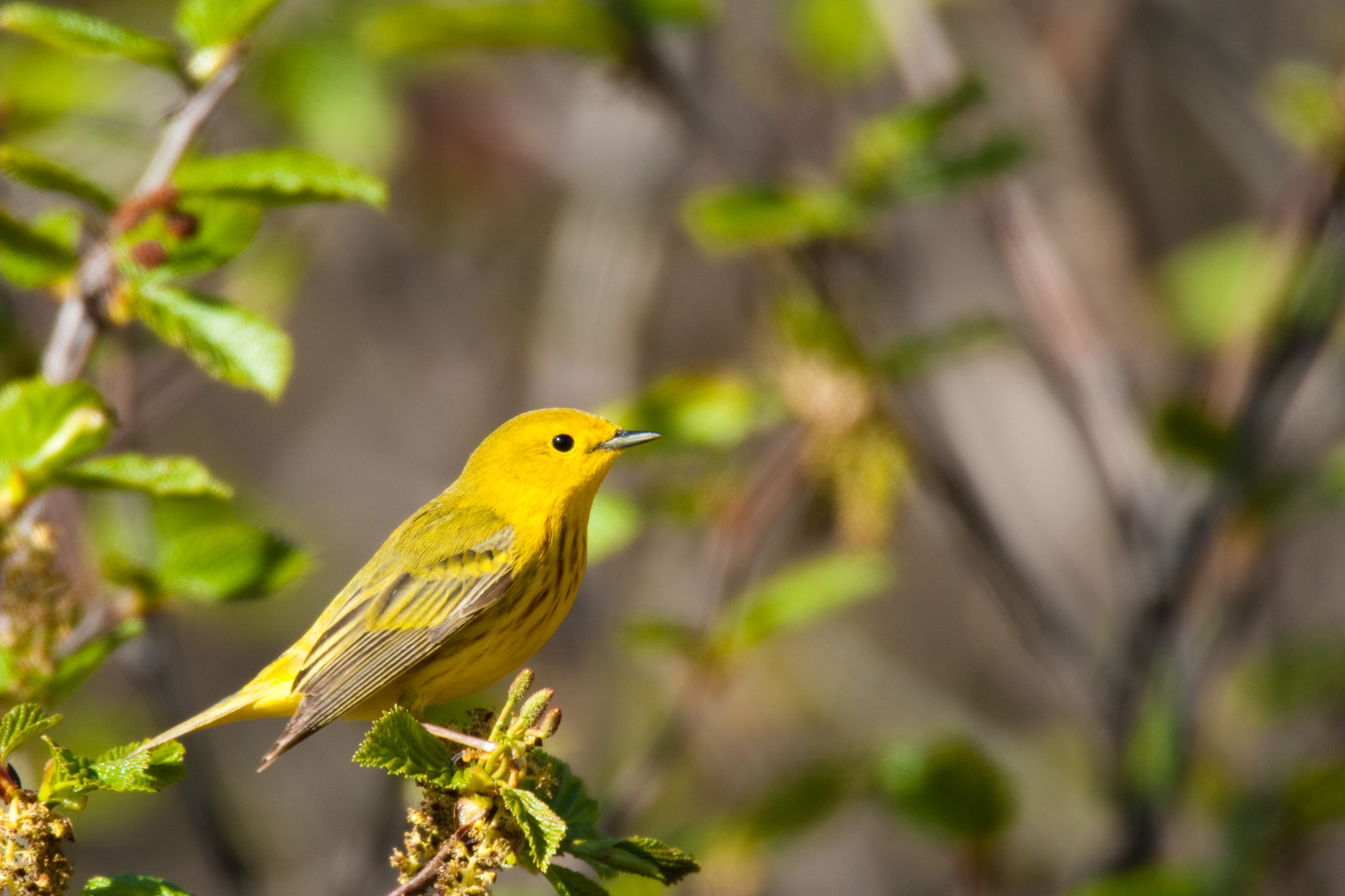 Yellow Warbler, male..雄性黄林莺